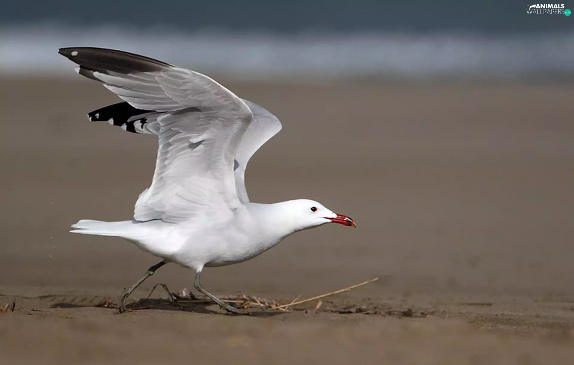 seagull, Beaches