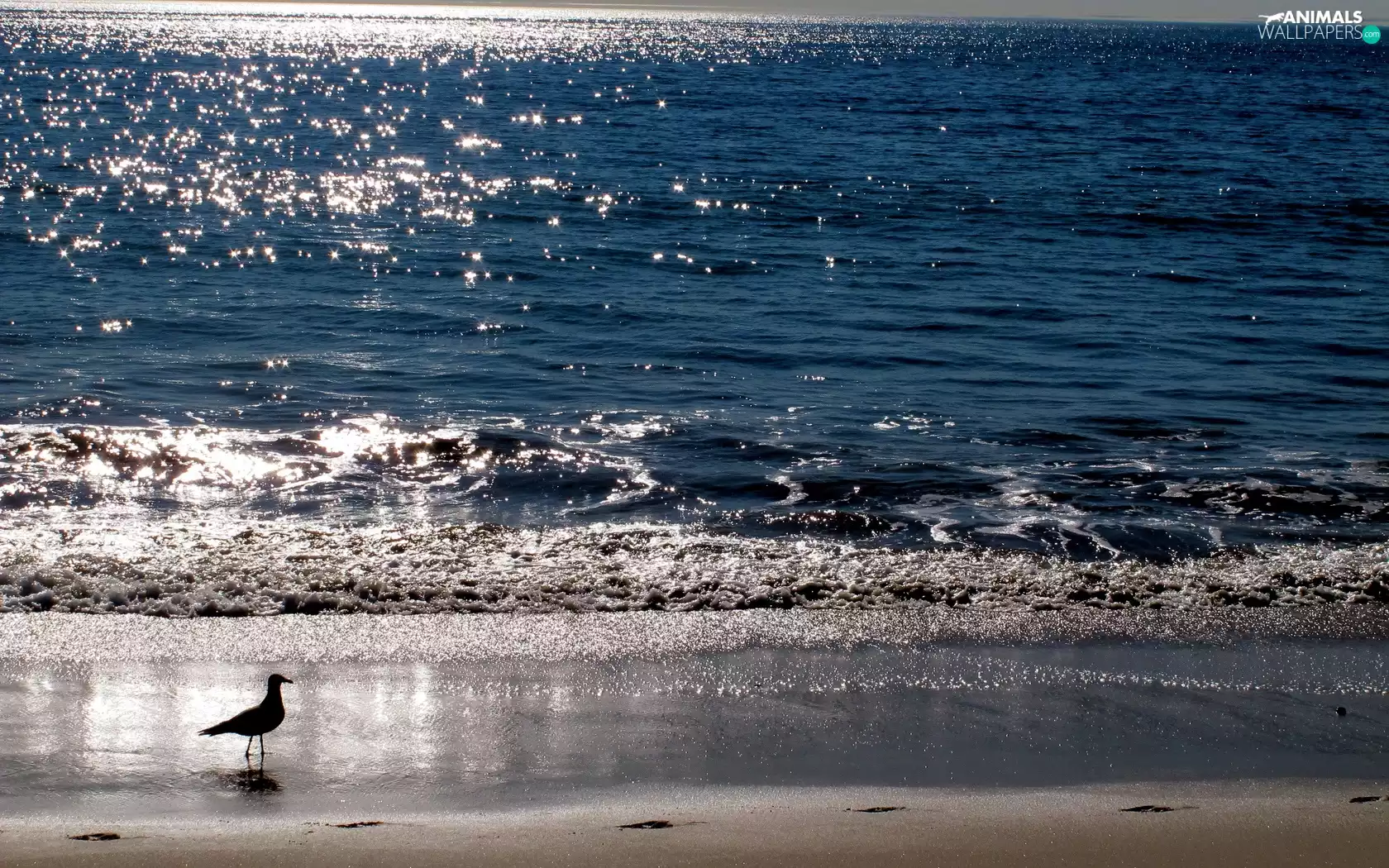 sun, seagull, Beaches, rays, sea