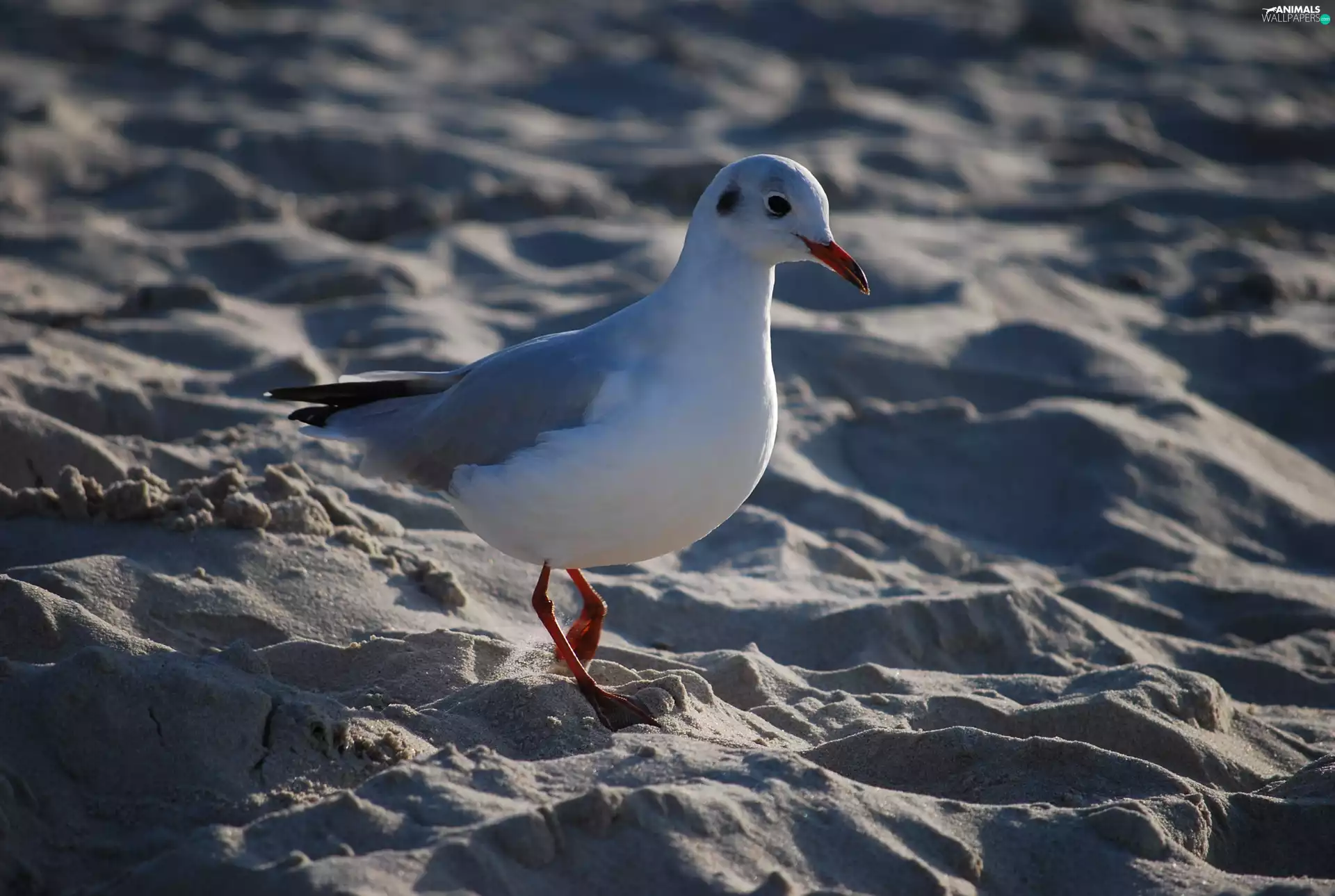 seagull, Beaches
