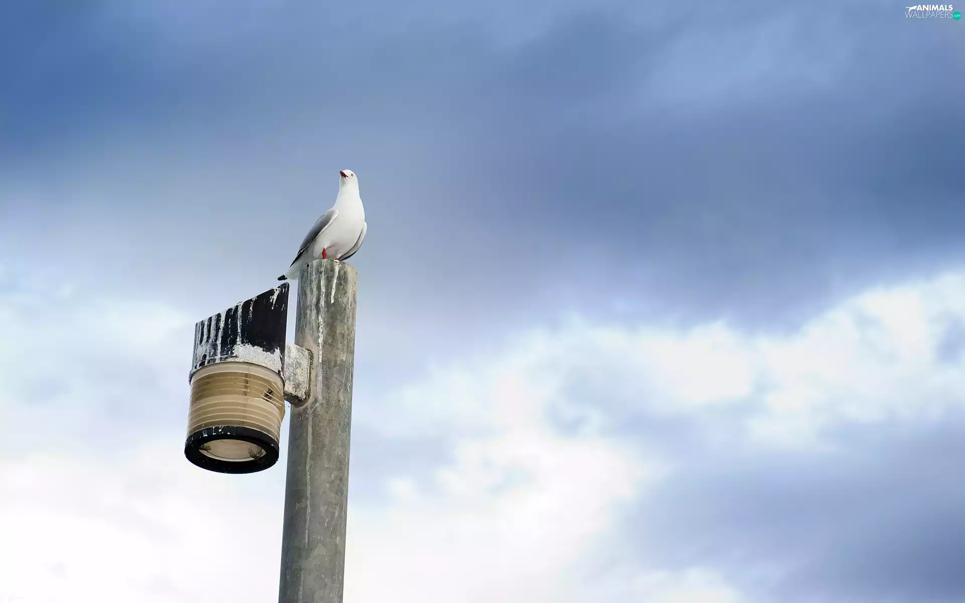seagull, Sky, clouds