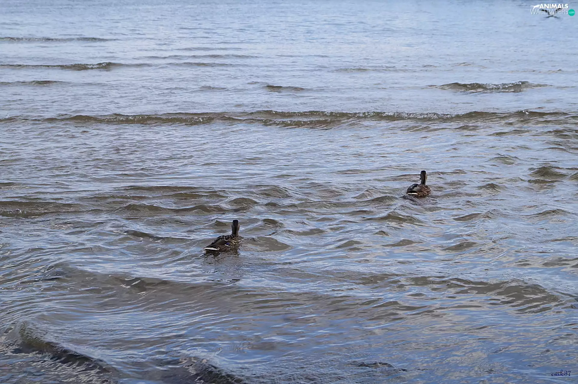 seagull, sea, ducks
