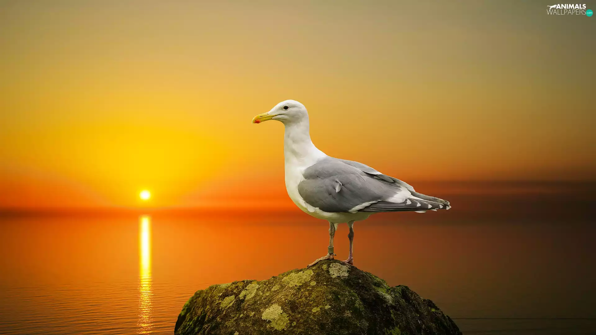 sea, seagull, Great Sunsets, Stone