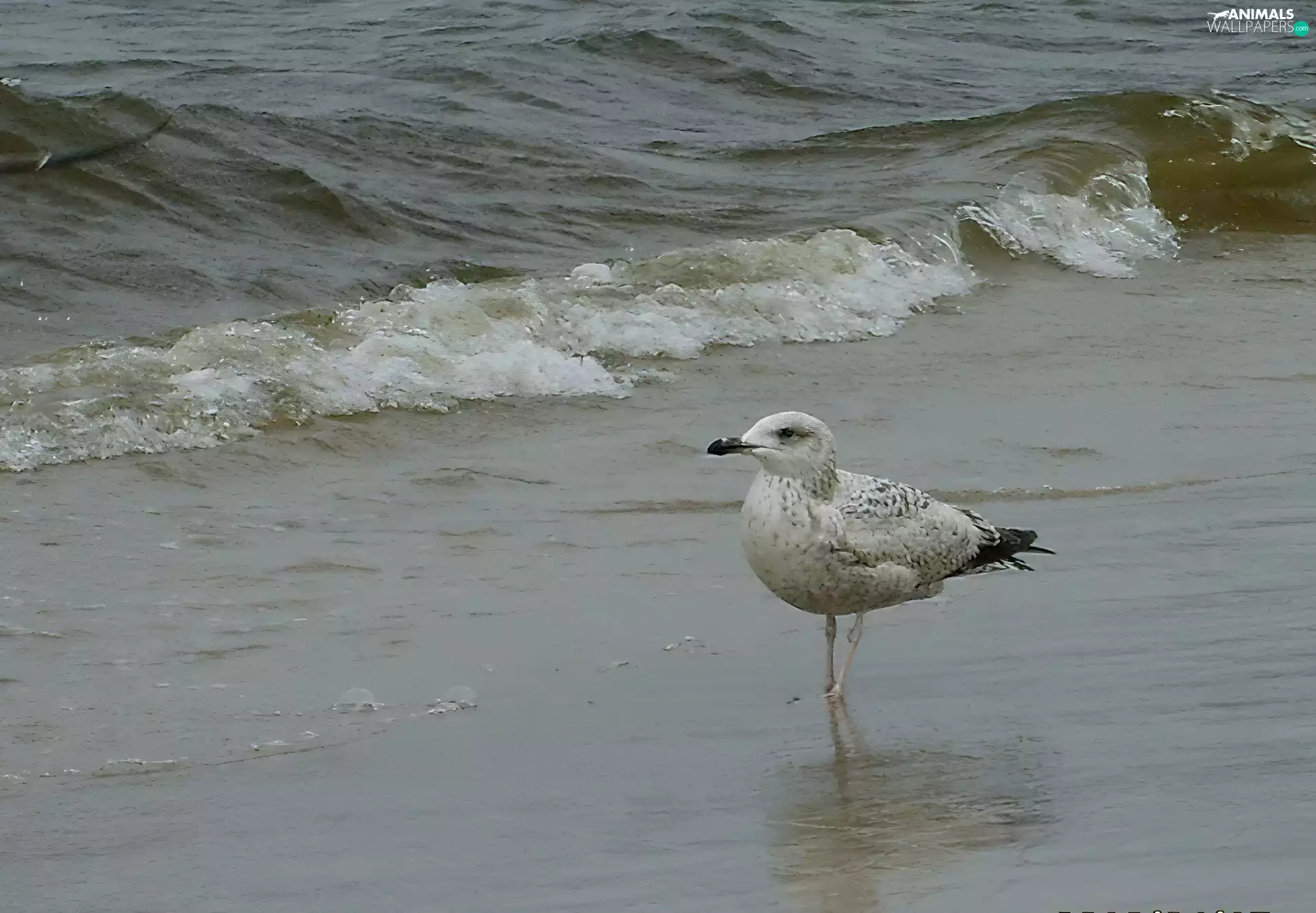 seagull, sea