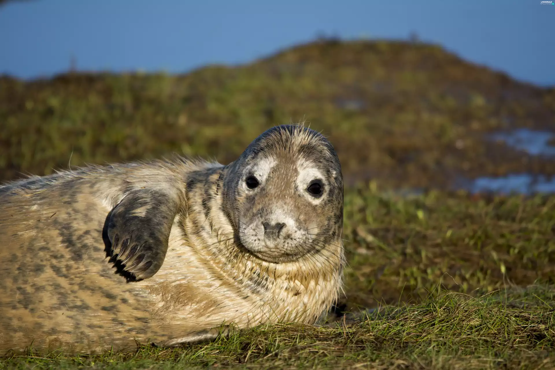 seal, grass
