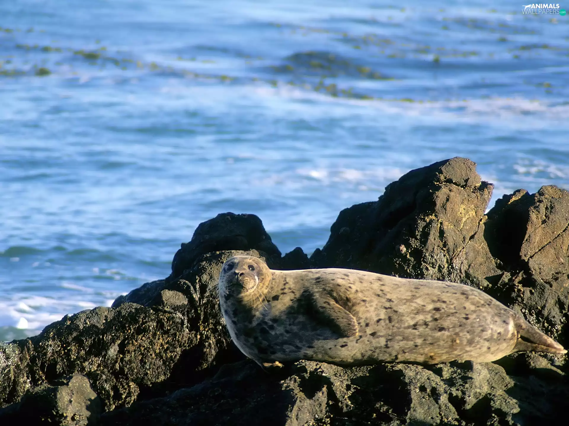 seal, Rocks
