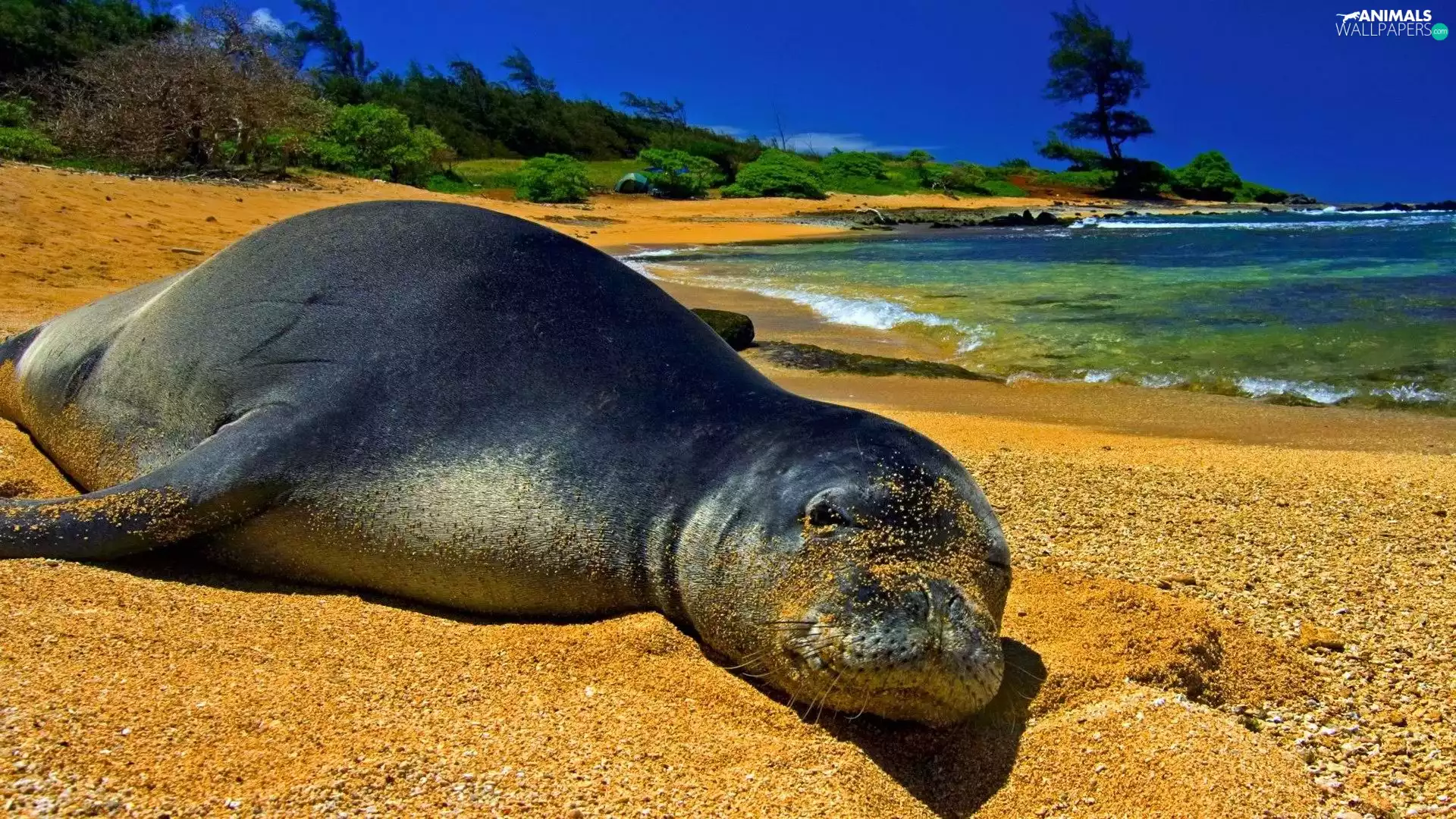 seal, sea, Sand