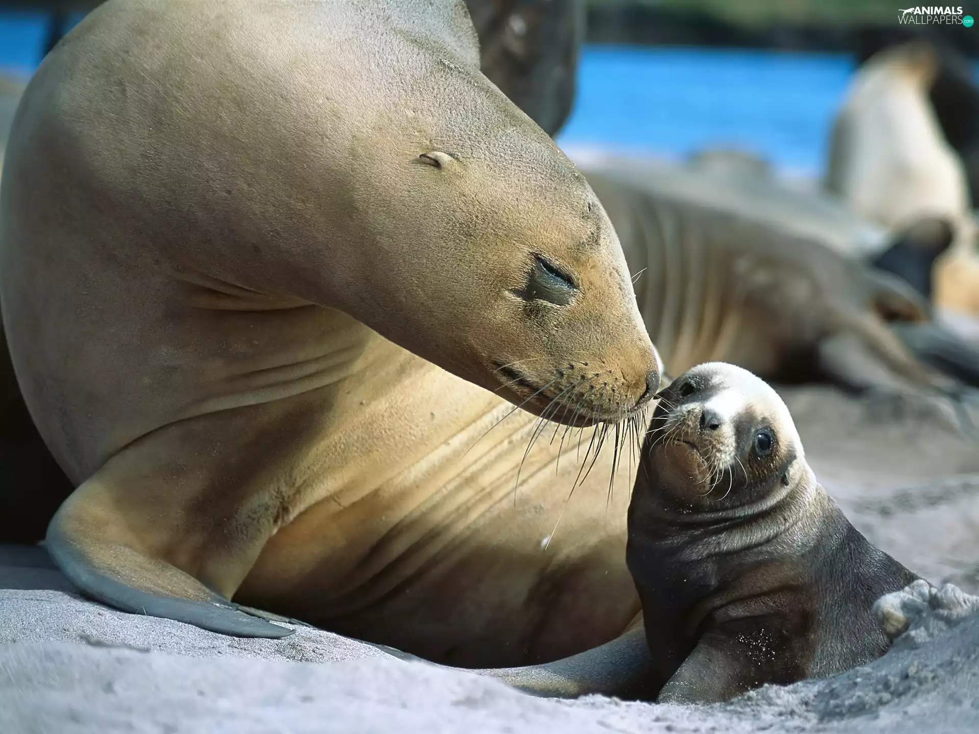 smoll degree, mother, seal