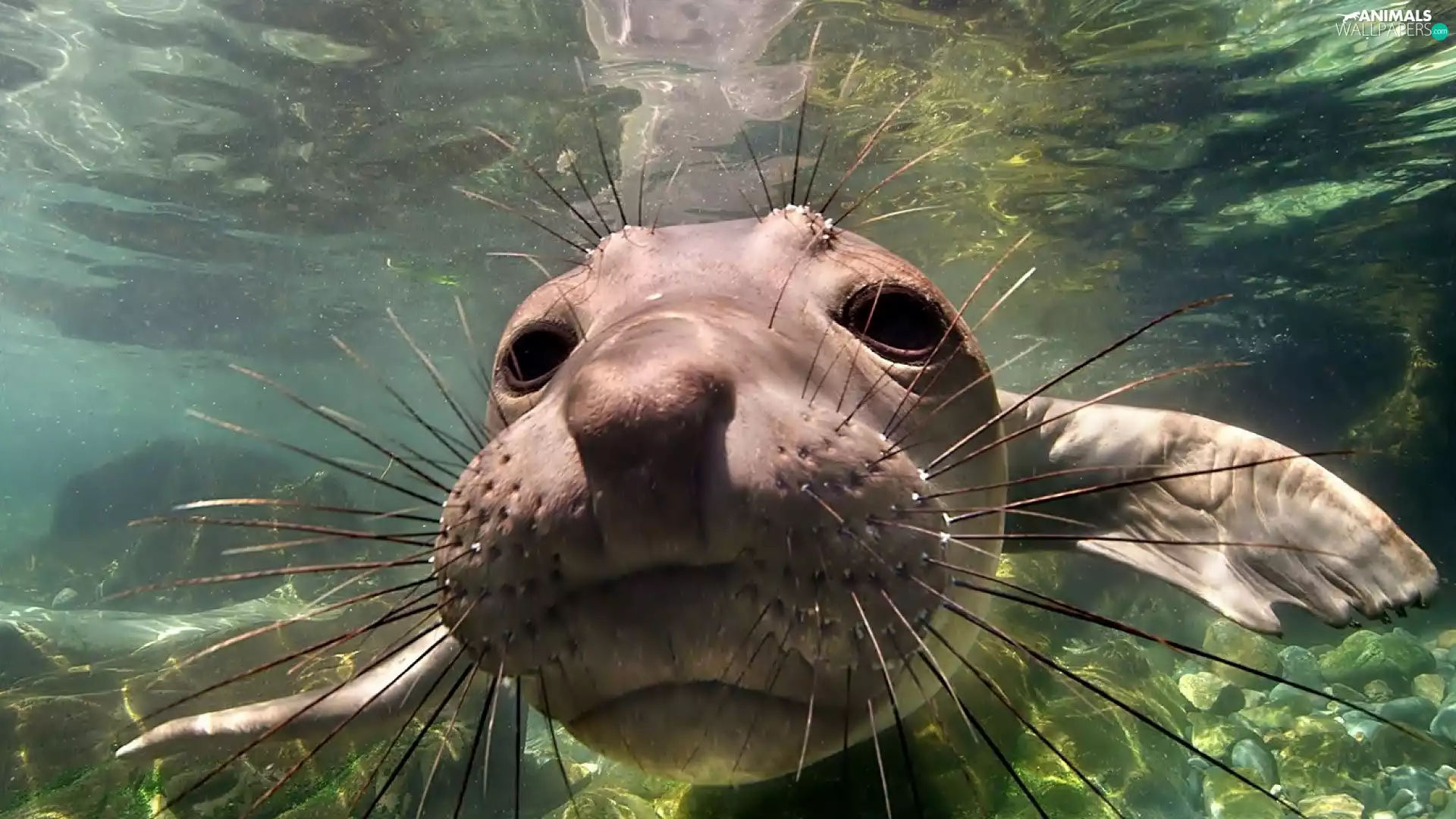 seal, water