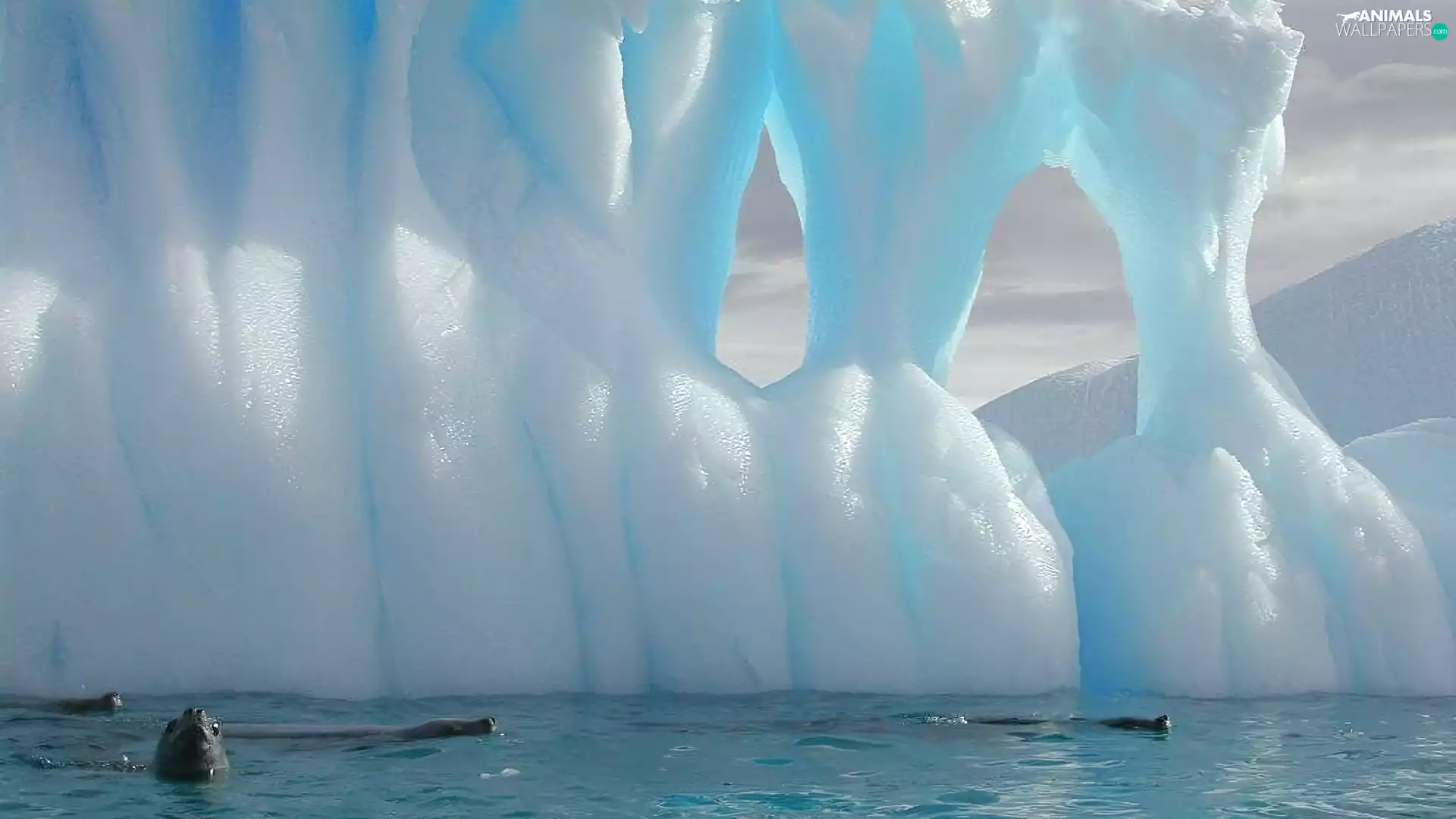 seals, Mountains, ice