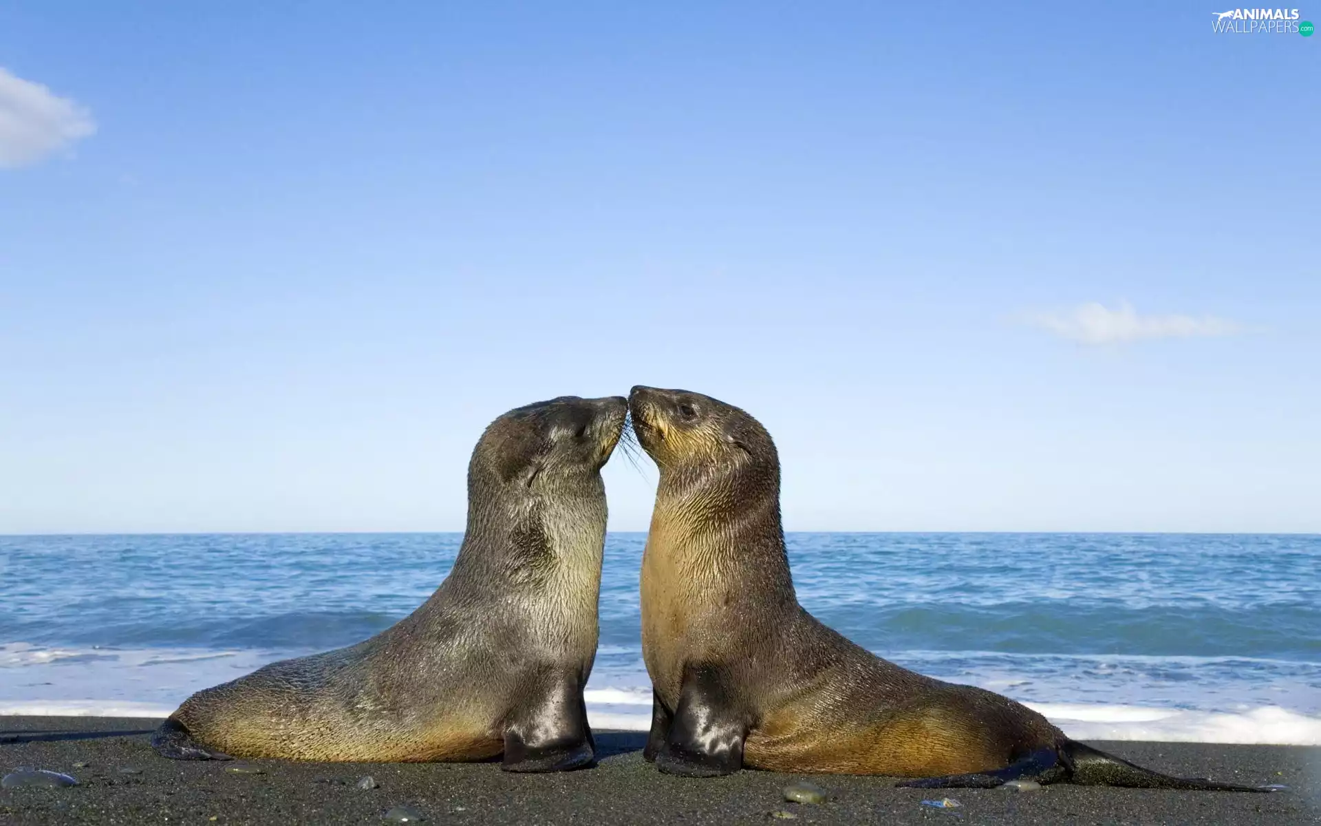 seals, Two, kissable