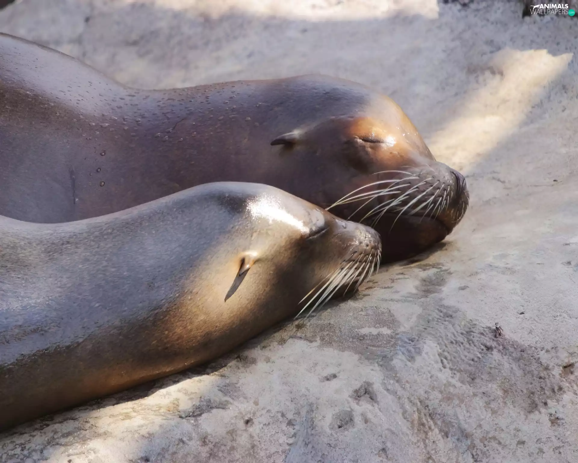 seals, Two, Sleeping