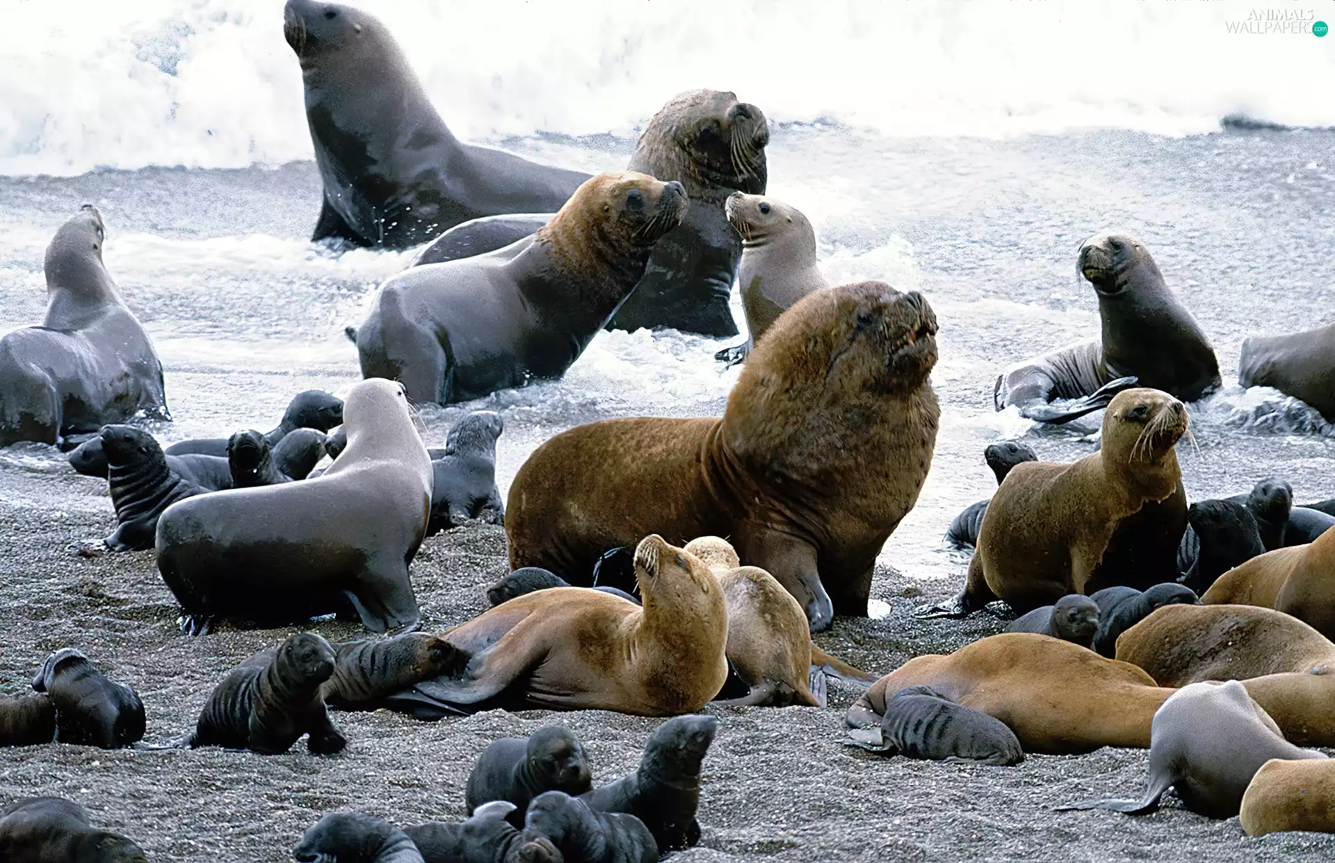 seals, water