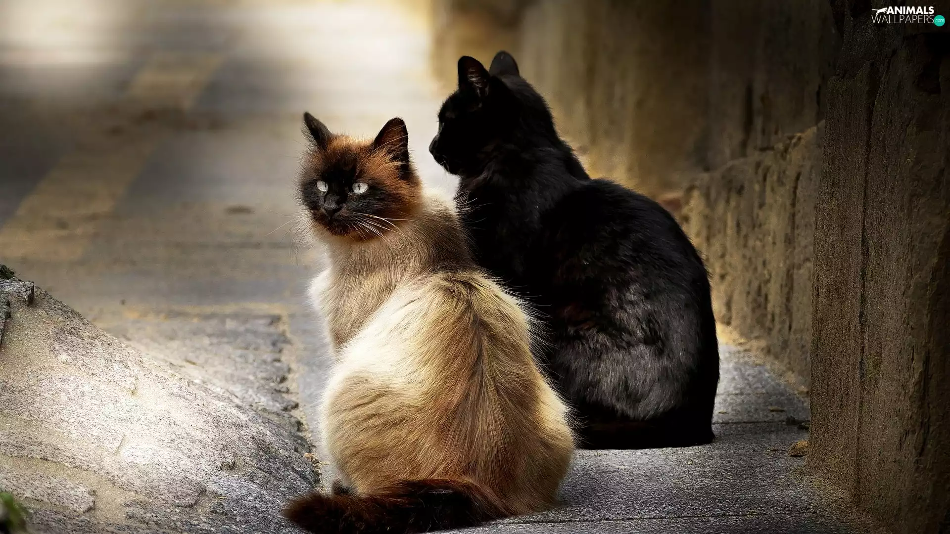 cats, Two cars, seating