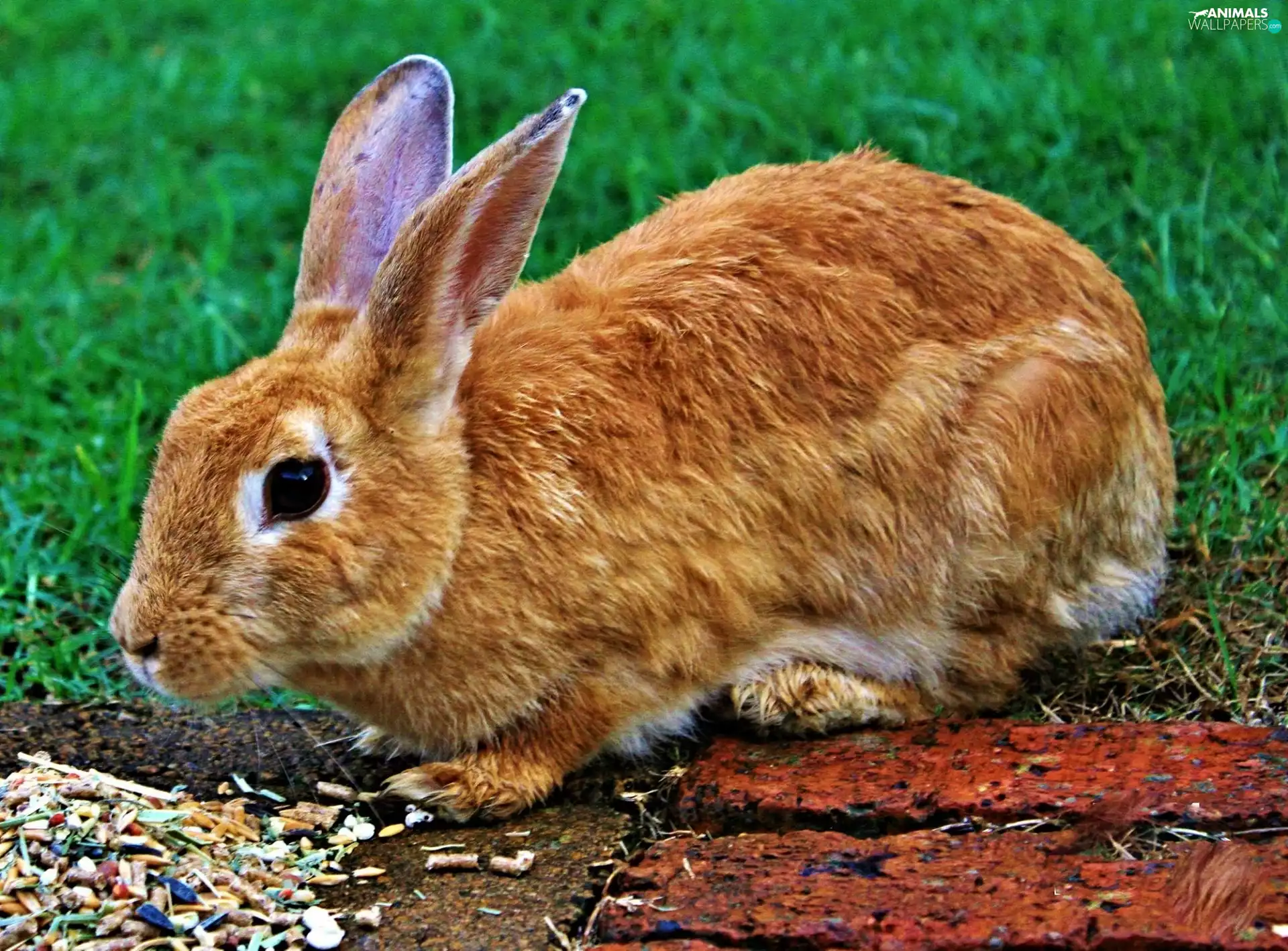 seed, Rabbit, grass