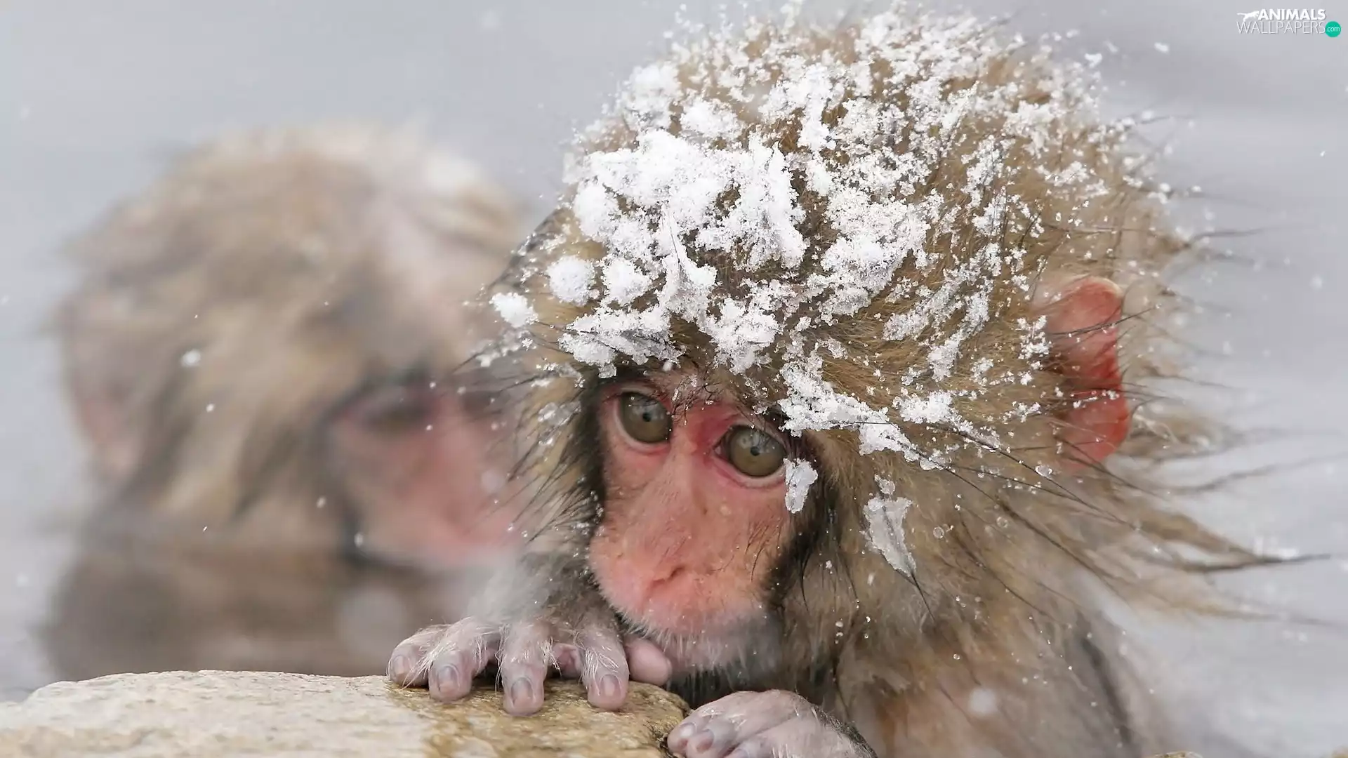 very sensible, pud, snow, Monkey
