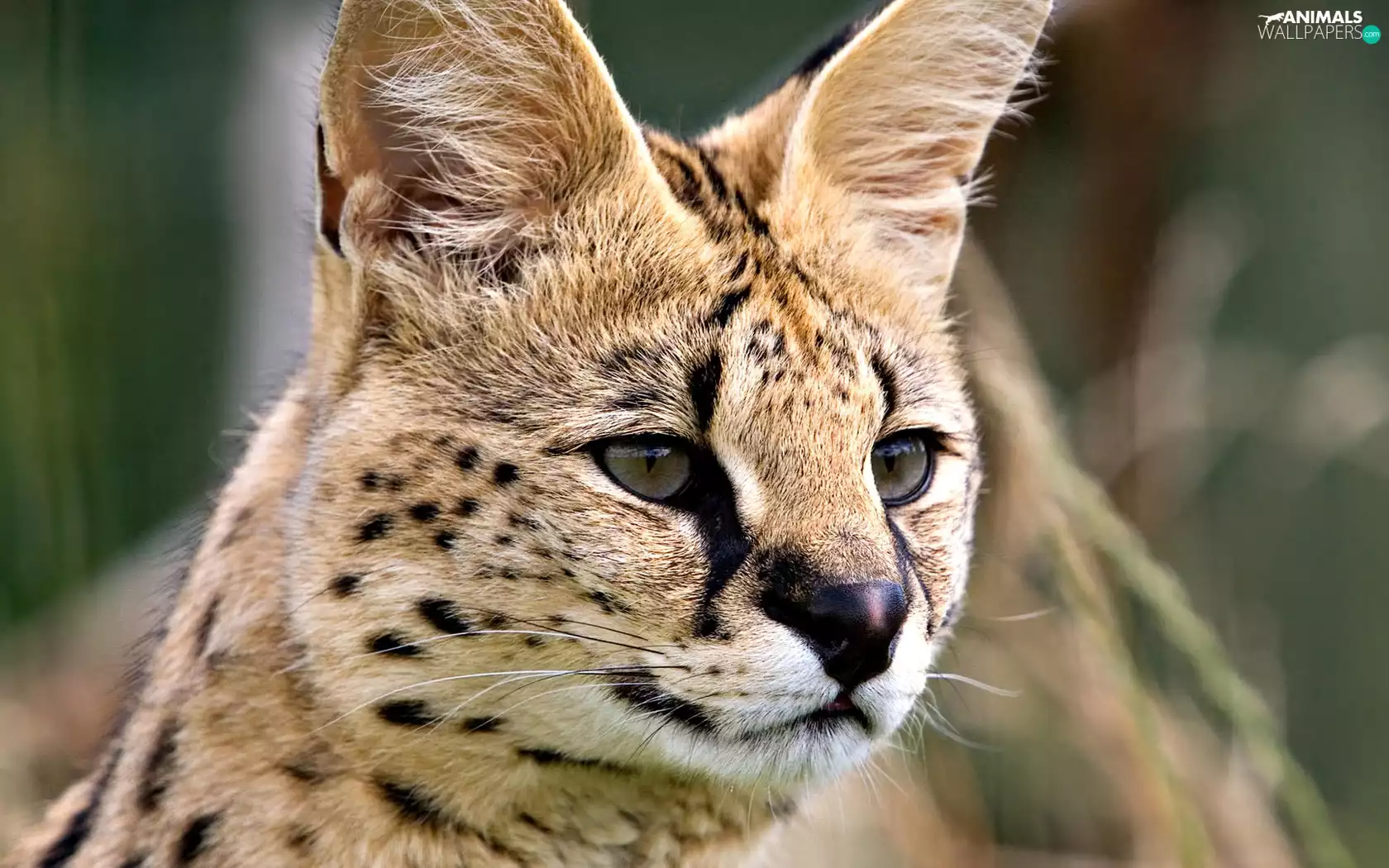 Serval