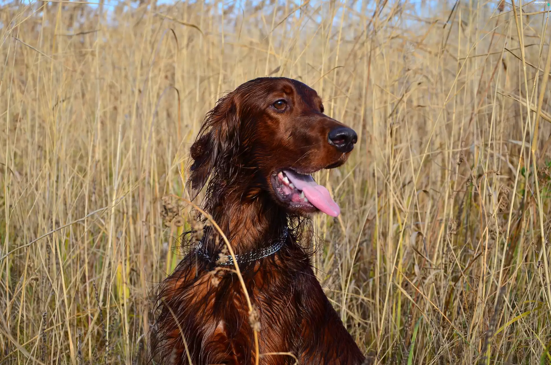 setter, tall, grass