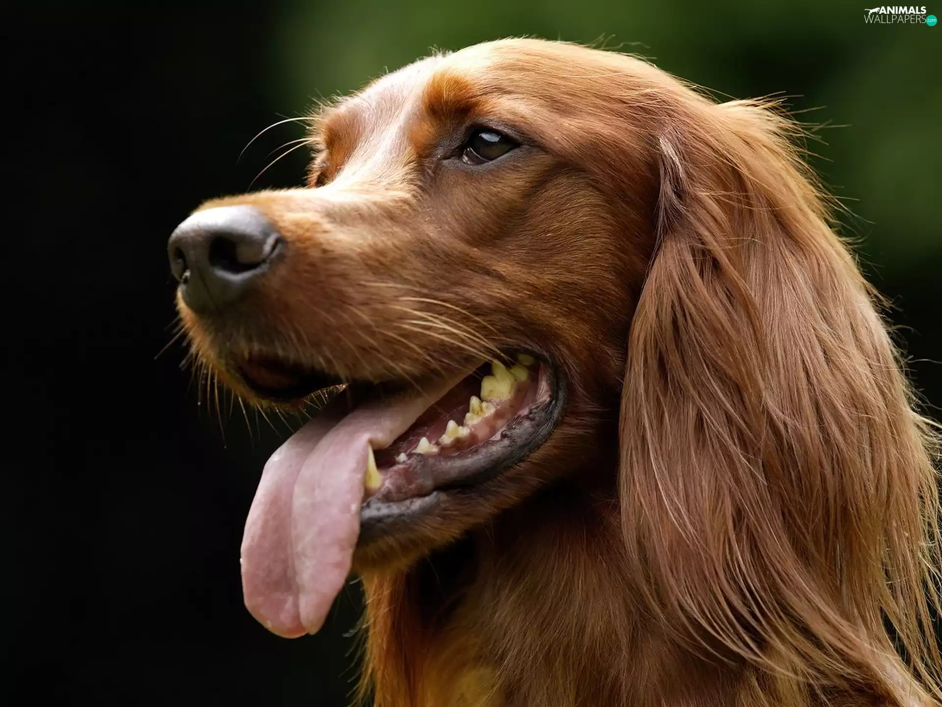 Tounge, dog, Irish Setter