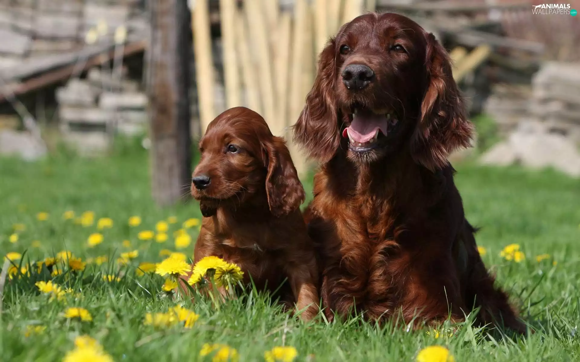Setters, Dogs, grass, puppies, Two cars, Irish, sow-thistle