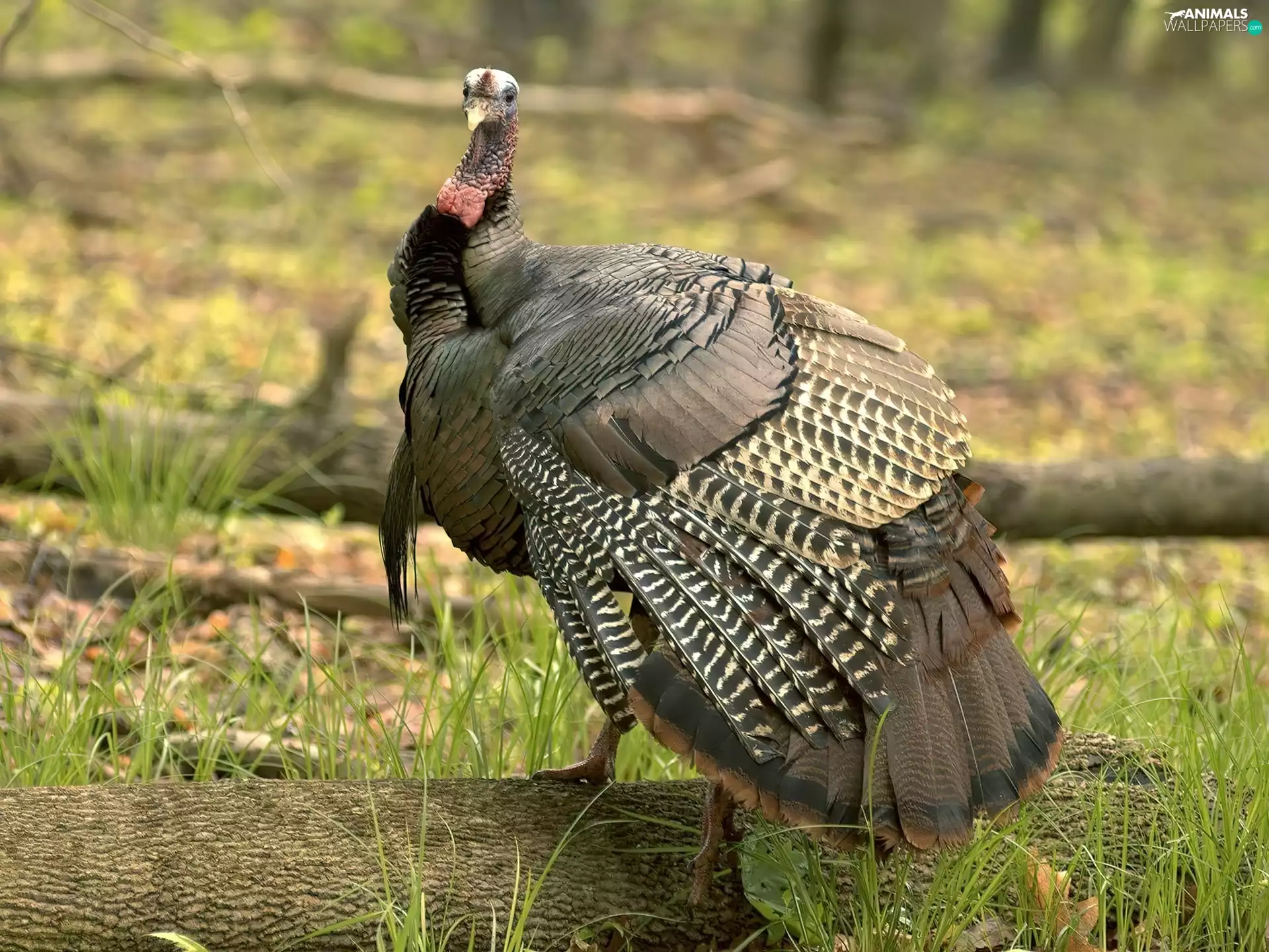 tail, turkey, fan-shaped