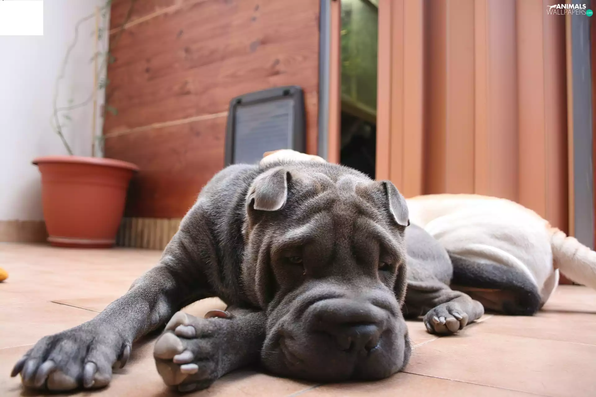 dog, Pei, floor, Shar