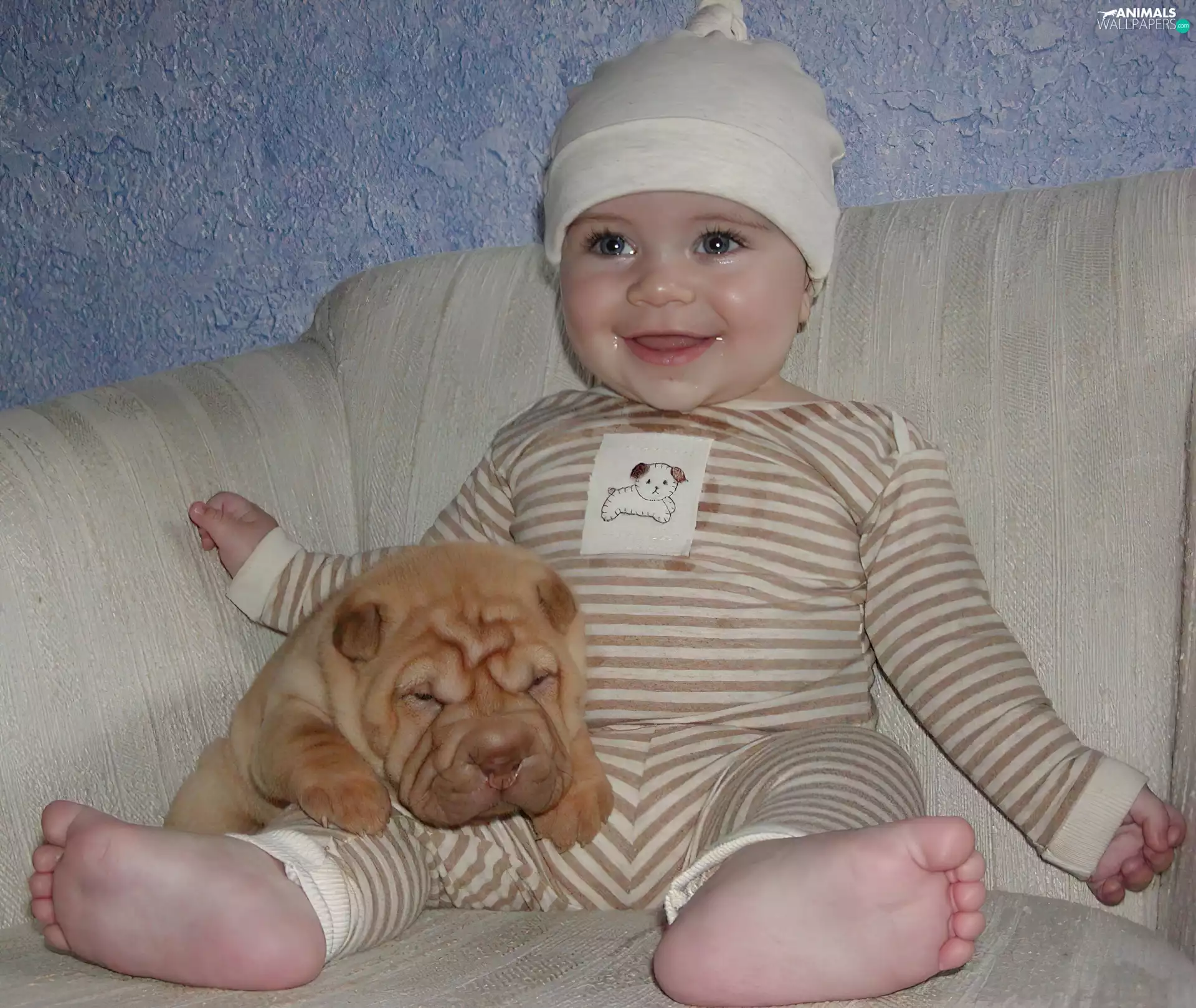 happy, Kid, Puppy, Shar Pei, honeyed