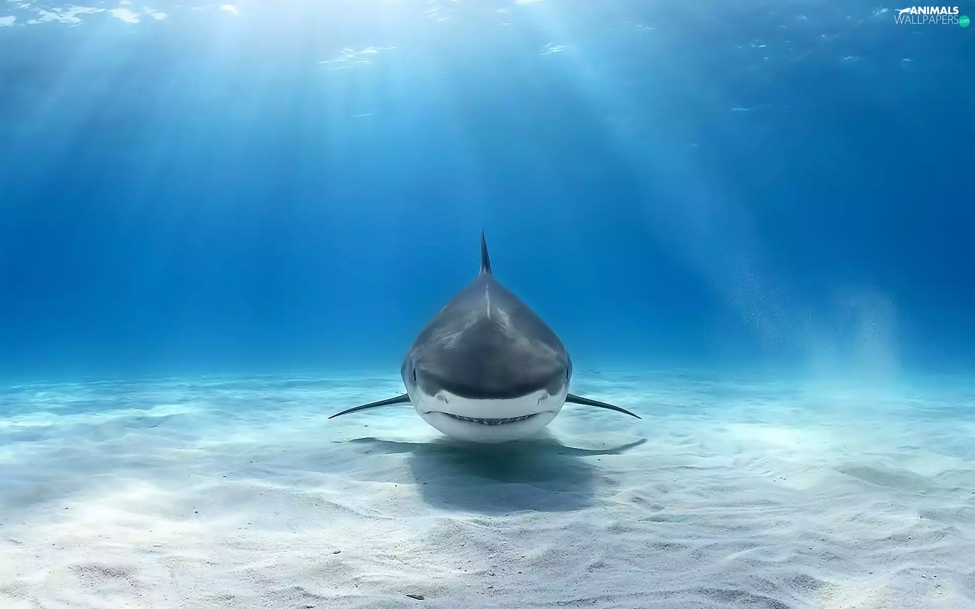 shark