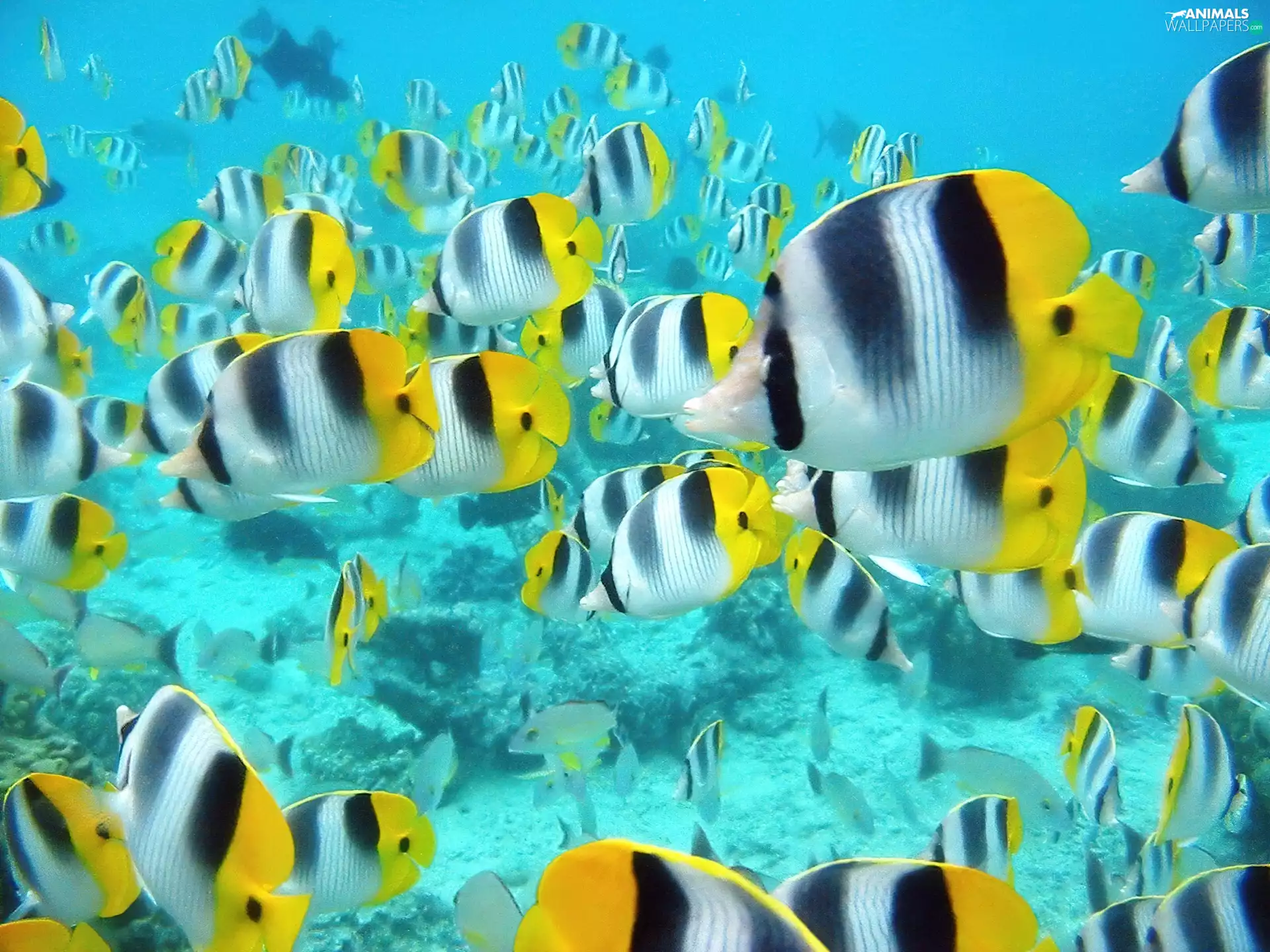 Shark, shoal, Colorful