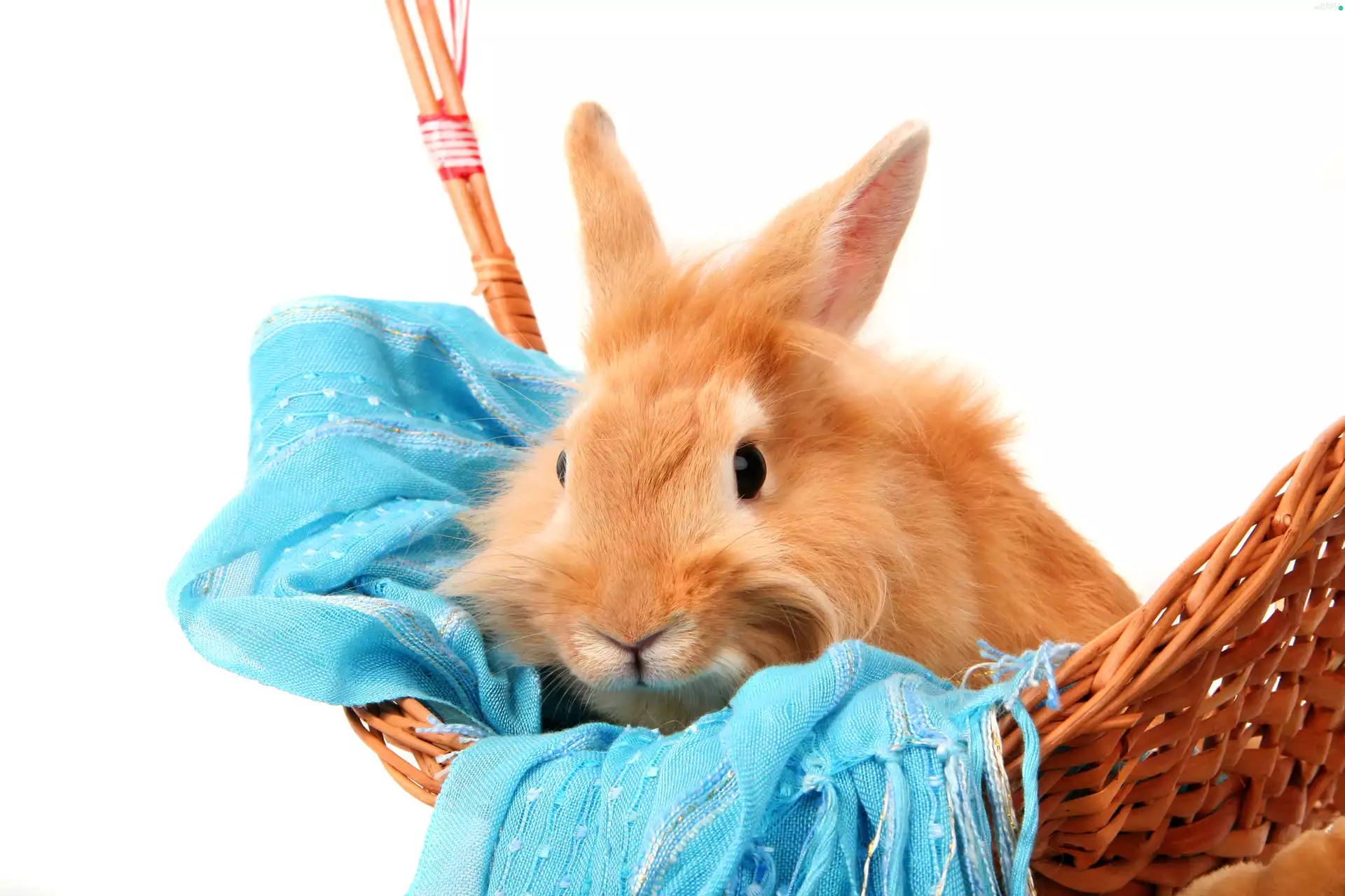 shawl, Rabbit, basket