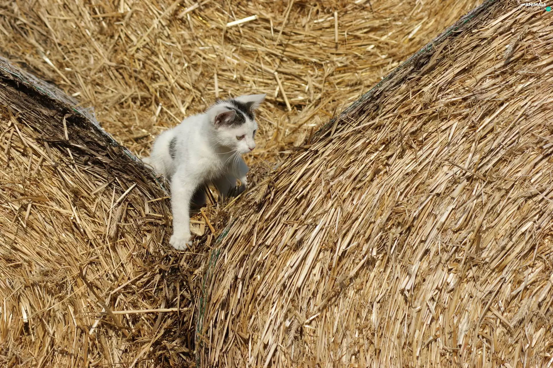 sheaves, cat, straw