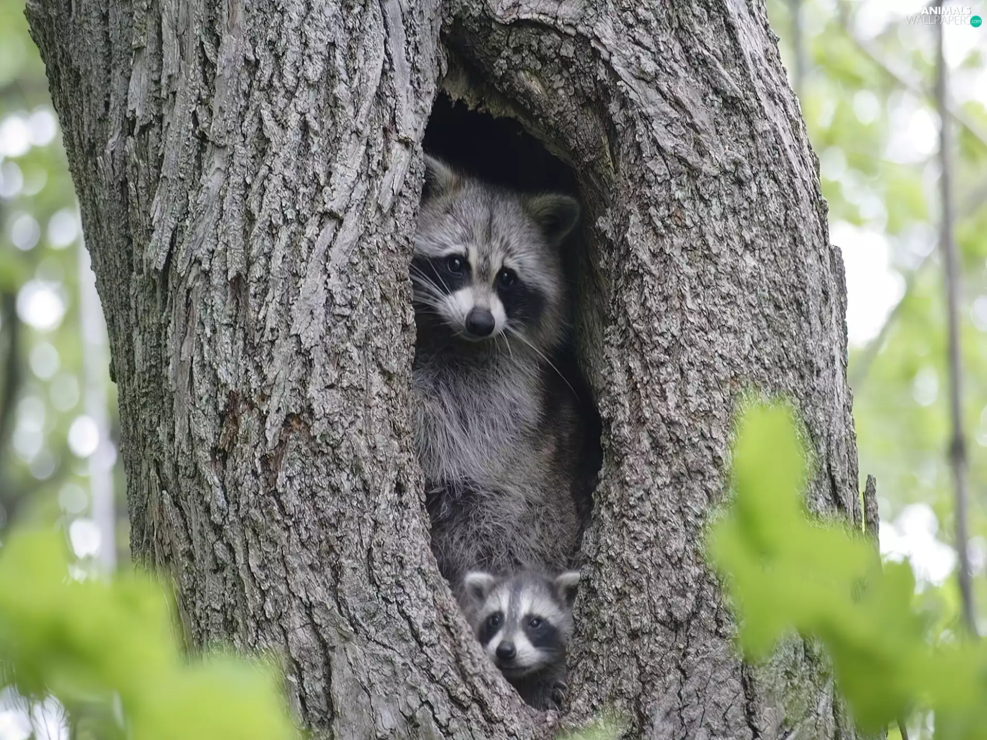 trees, Two cars, Sheds