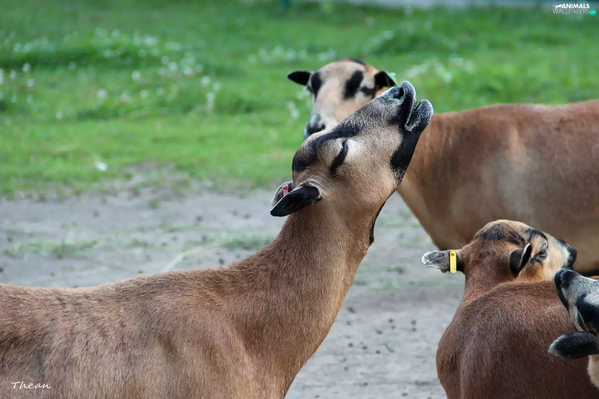 Sheep, Cameroon