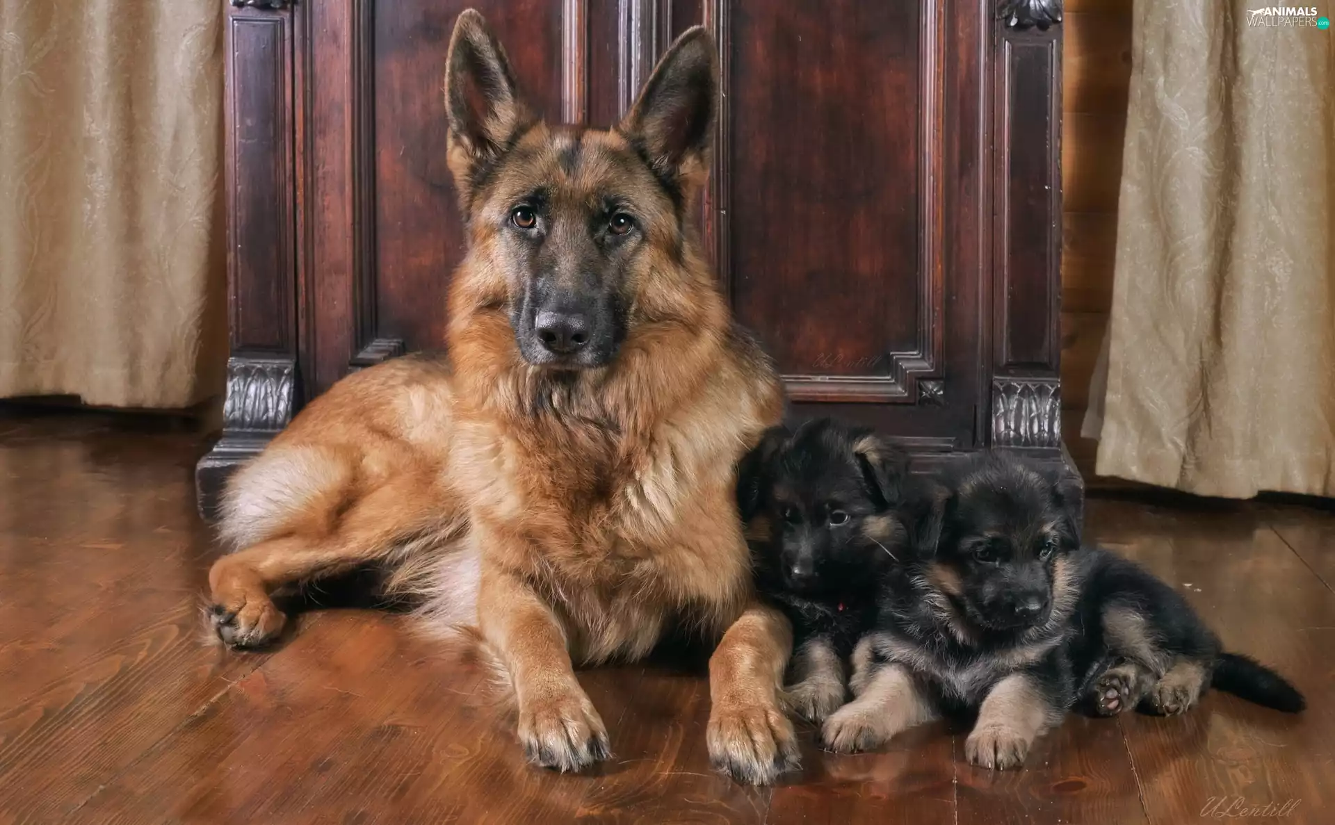 Dogs, sheep-dog, german, puppies