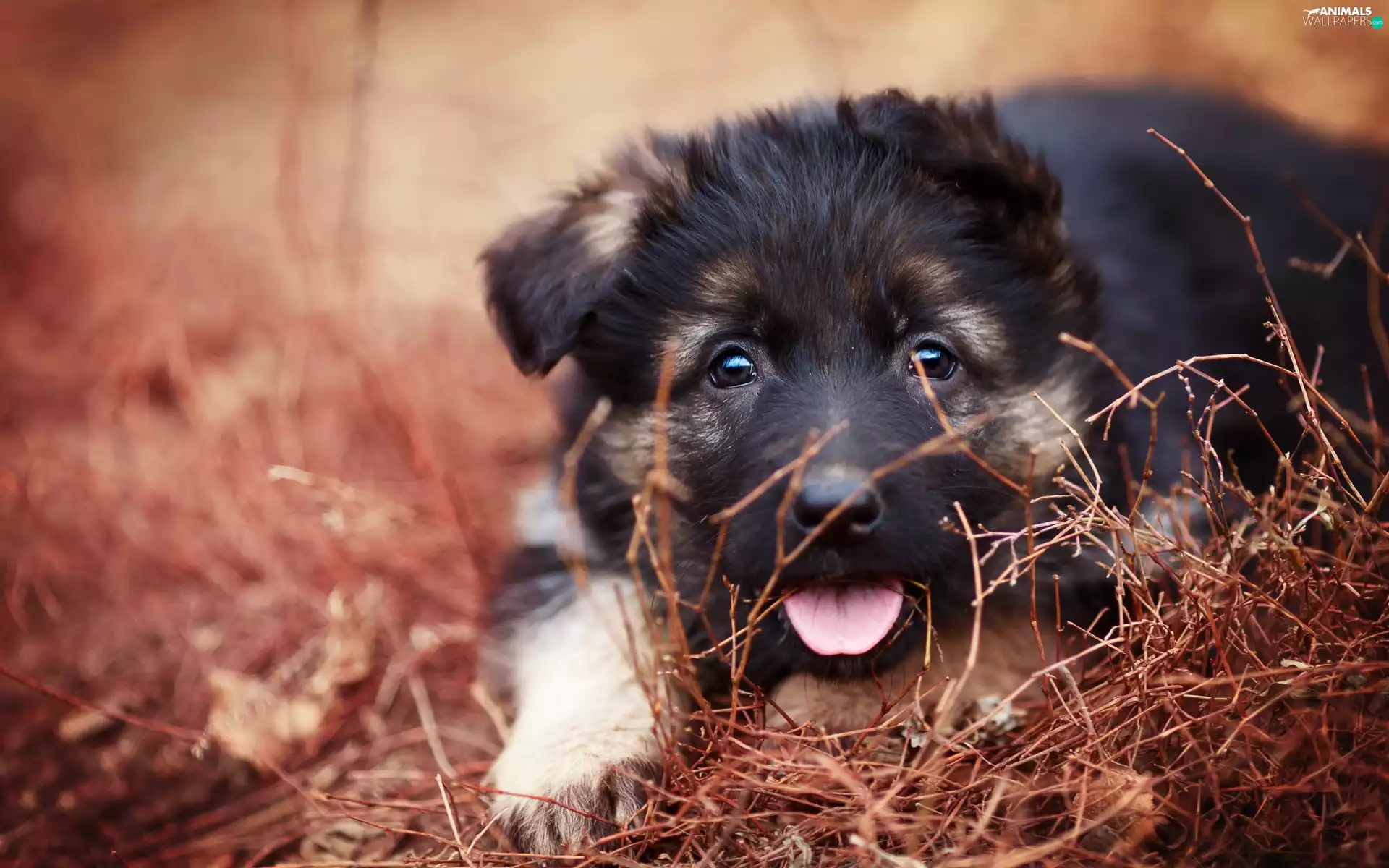 german, grass, Puppy, sheep-dog, doggy