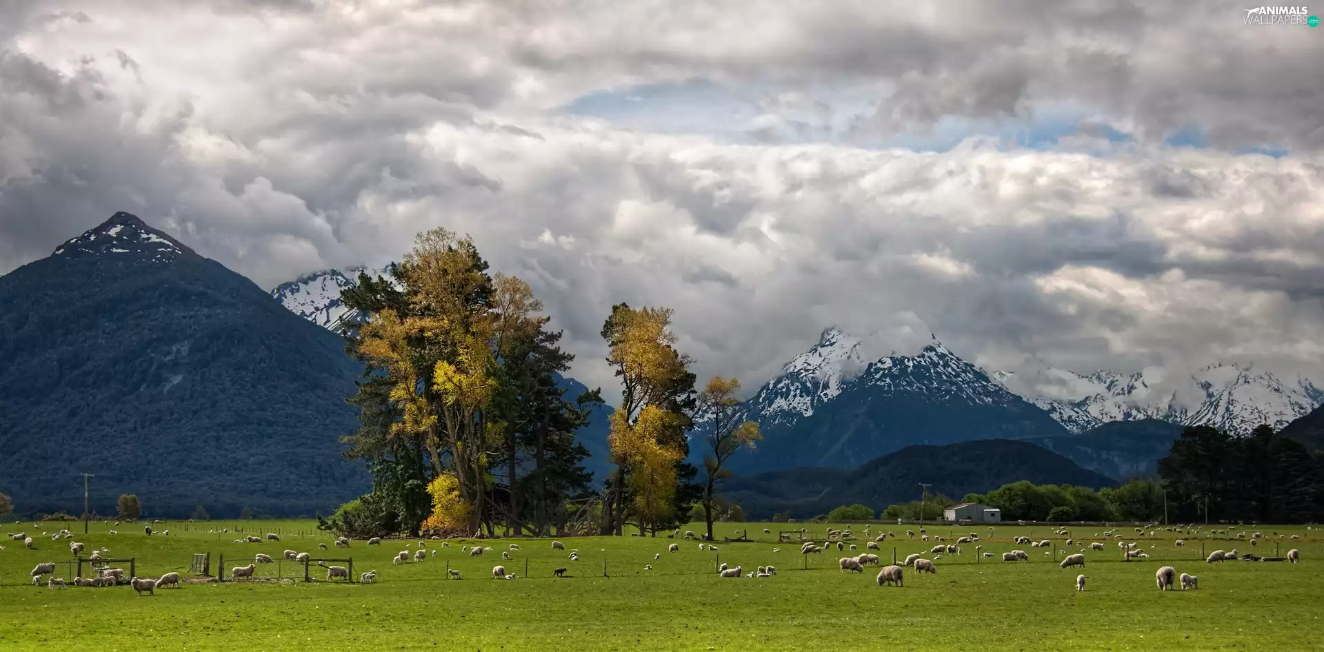 Mountains, pasture, New Zeland, Trey Ratcliff, Glenarchy, Sheep
