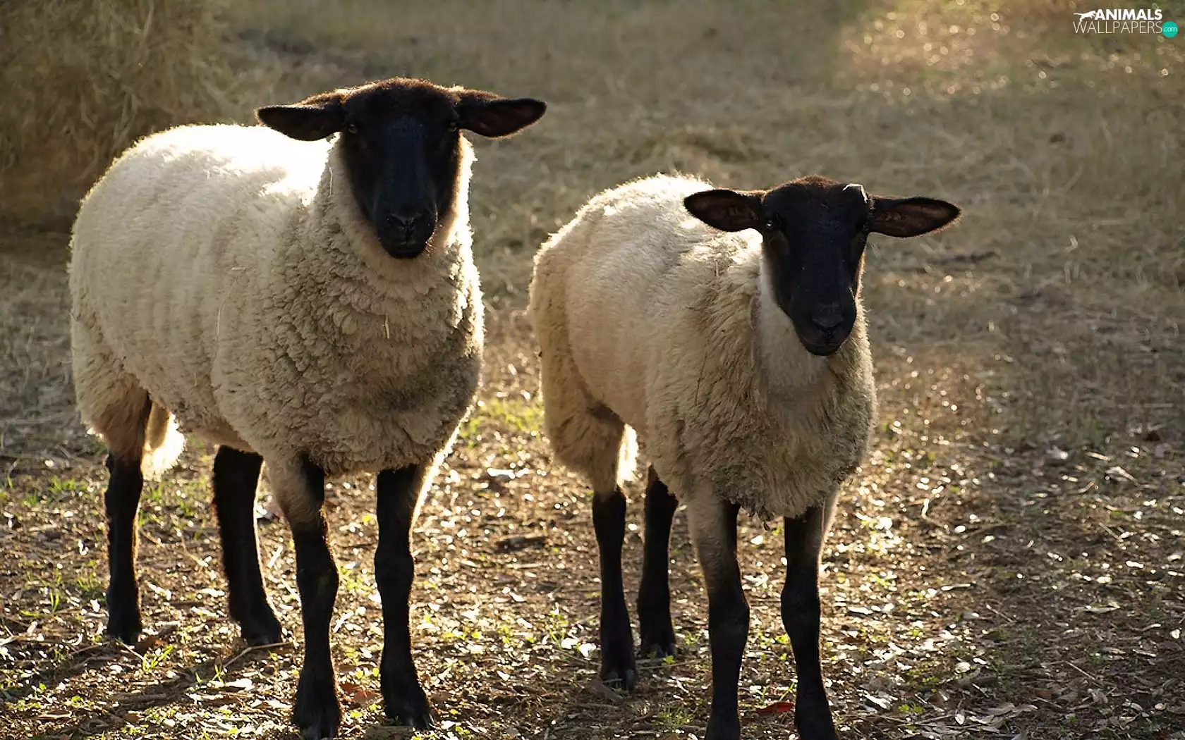 Two, White, fleece, Sheep