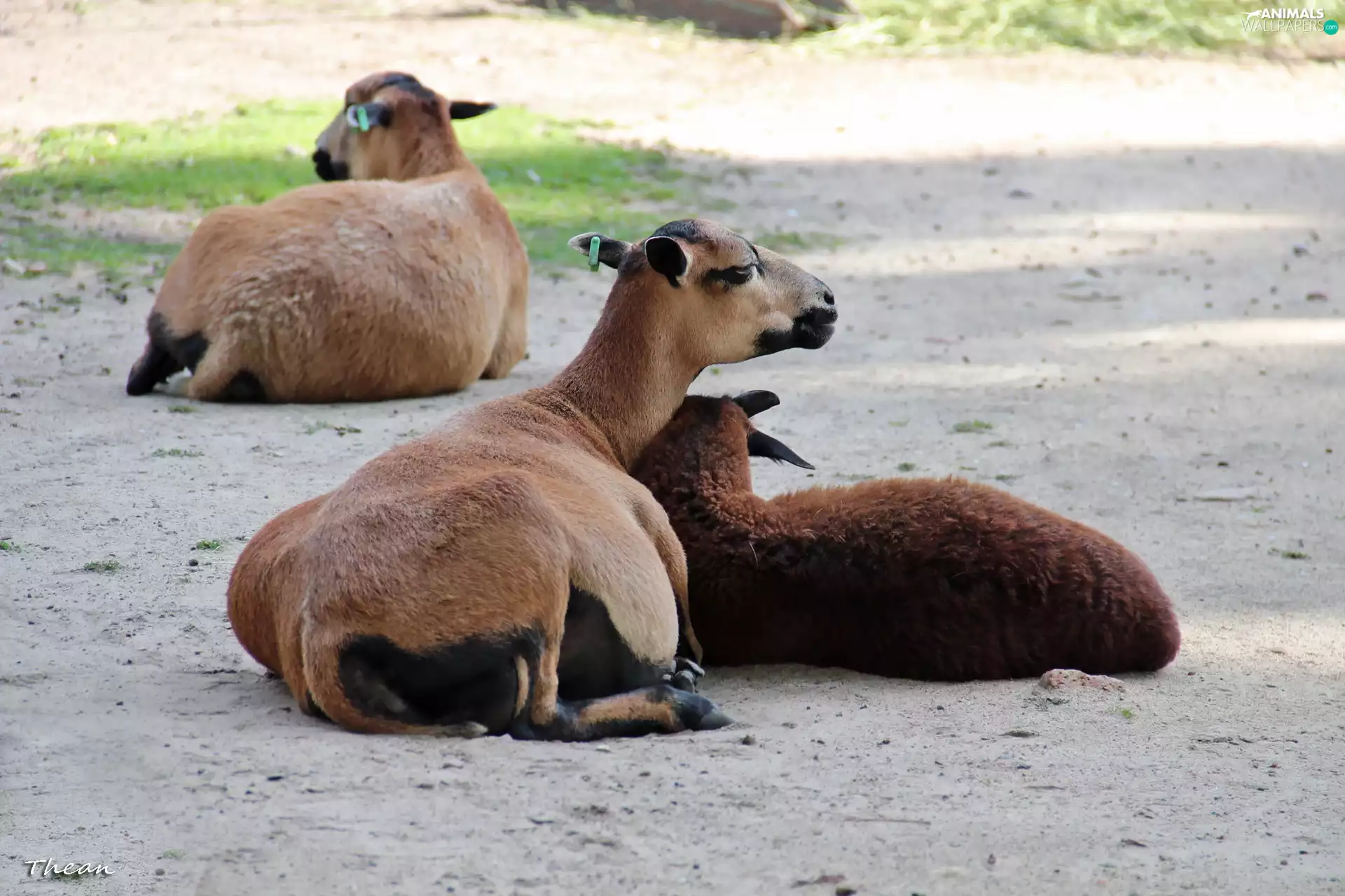 Sheep Cameroon, zoo