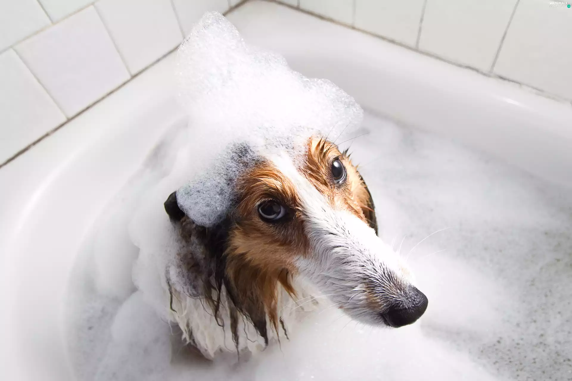 shetland Sheepdog, bath, Funny, Bath