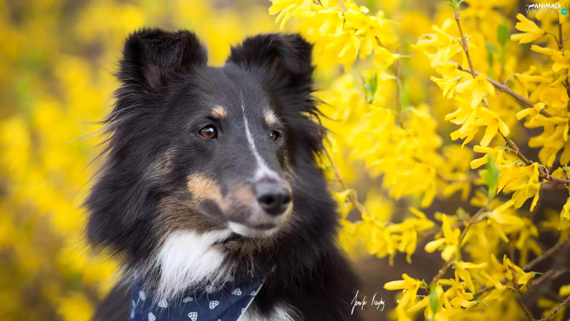 Flowers, dog, shetland Sheepdog