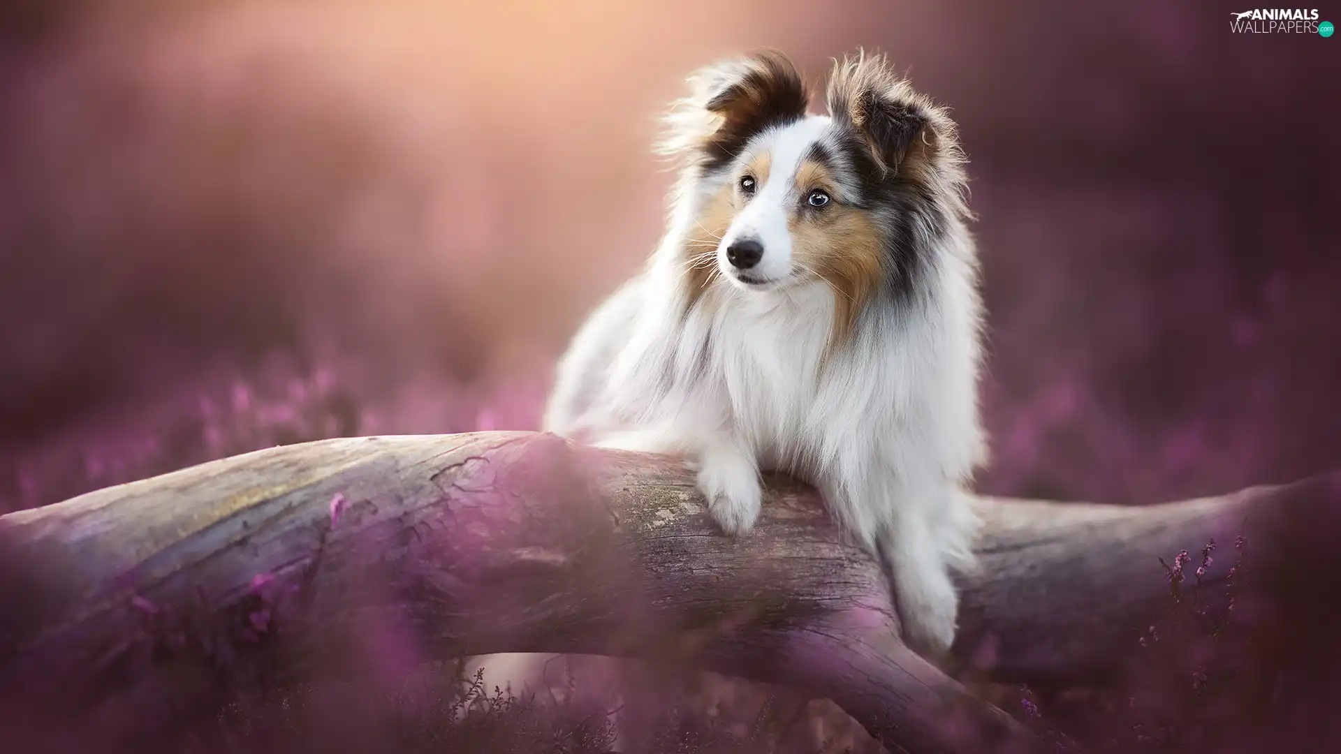 dog, Lod on the beach, heathers, shetland Sheepdog