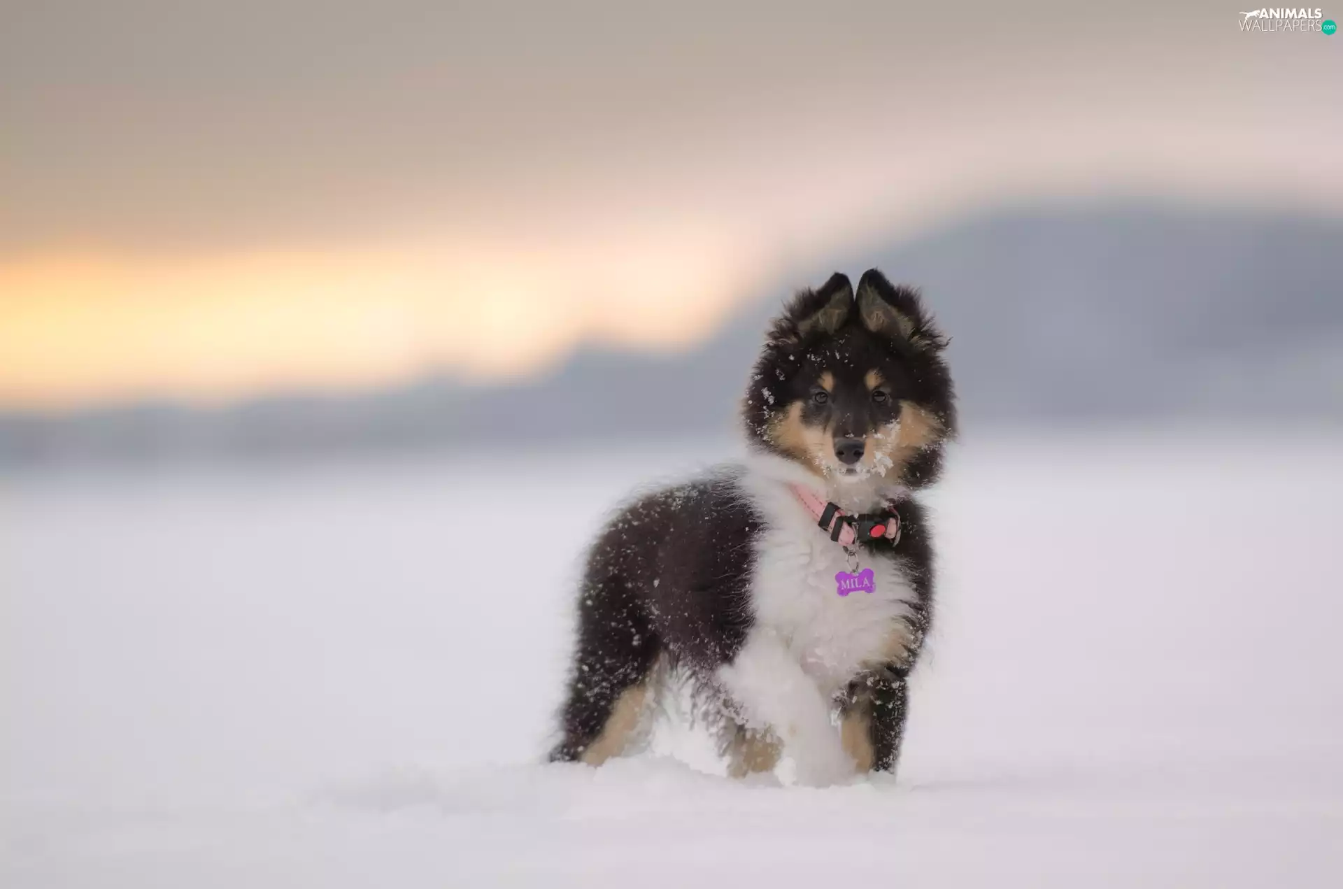 snow, Puppy, shetland Sheepdog