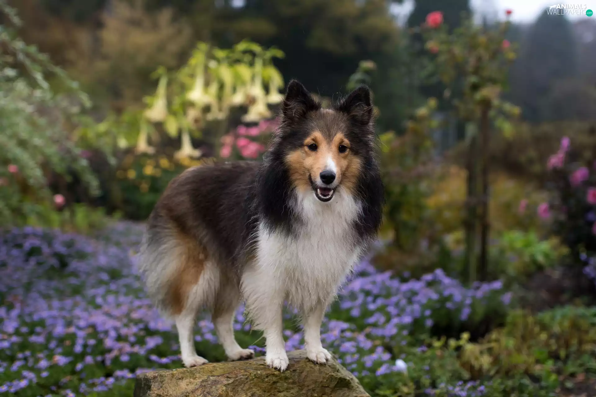 Stone, dog, shetland Sheepdog