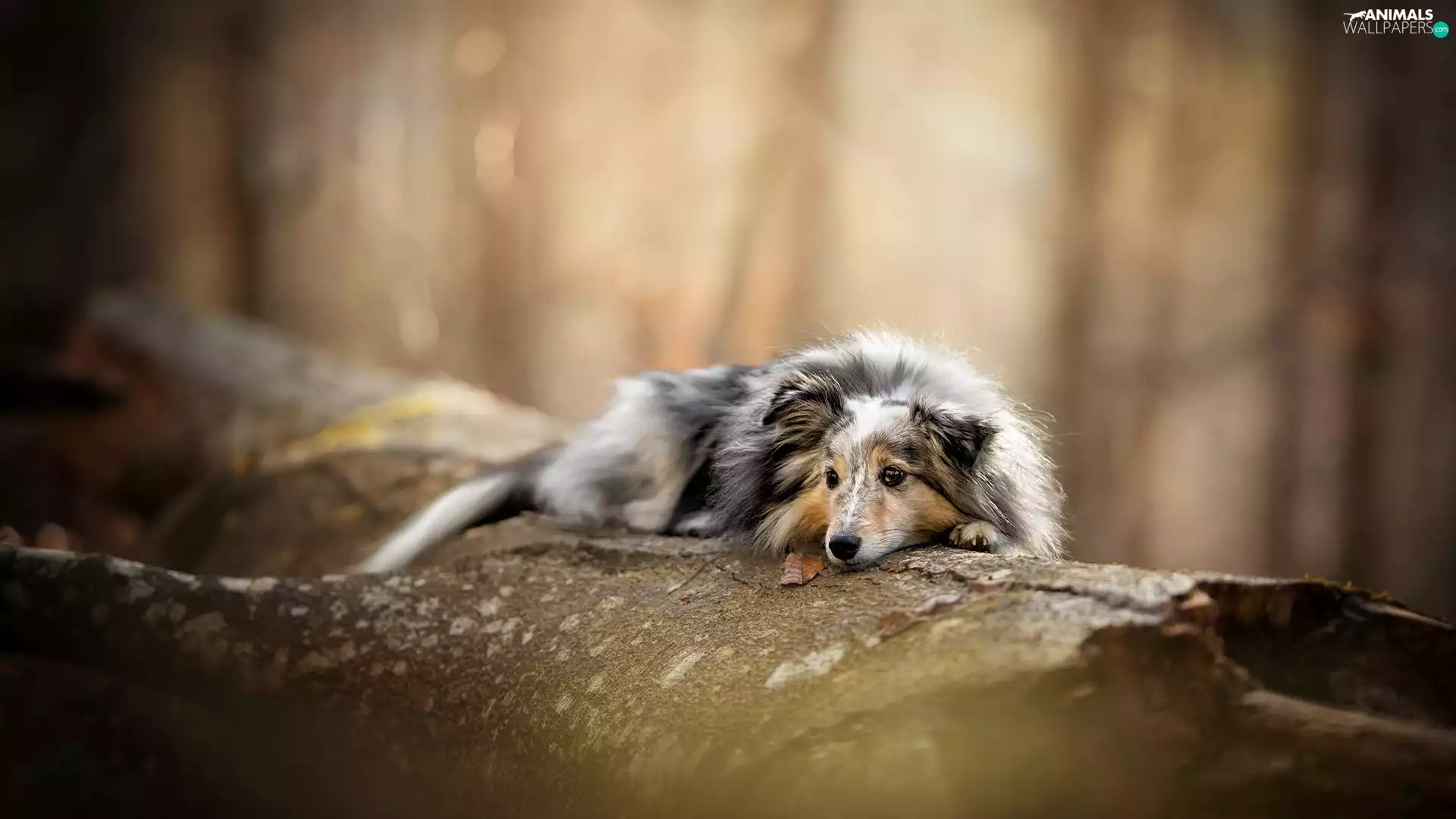 trees, dog, shetland Sheepdog