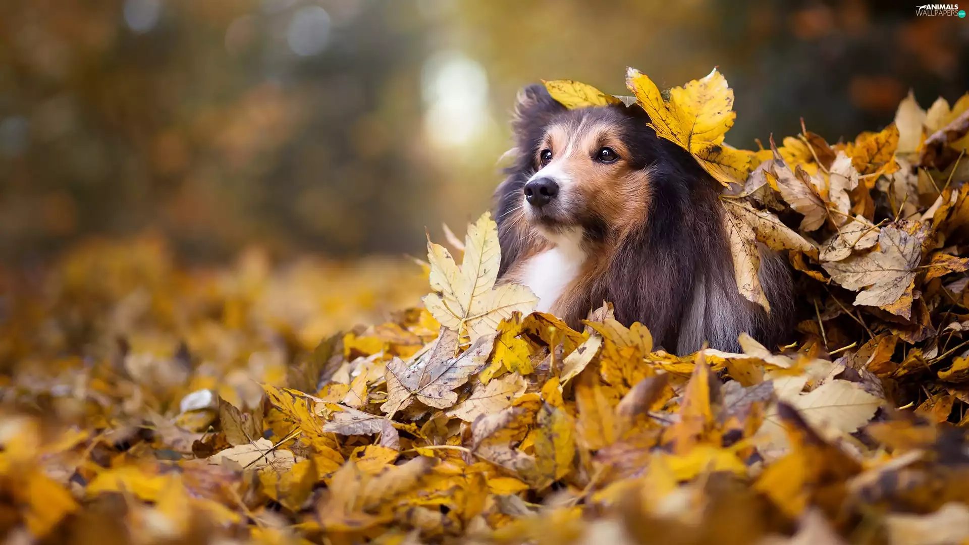 shetland Sheepdog, Yellow, Leaf, autumn