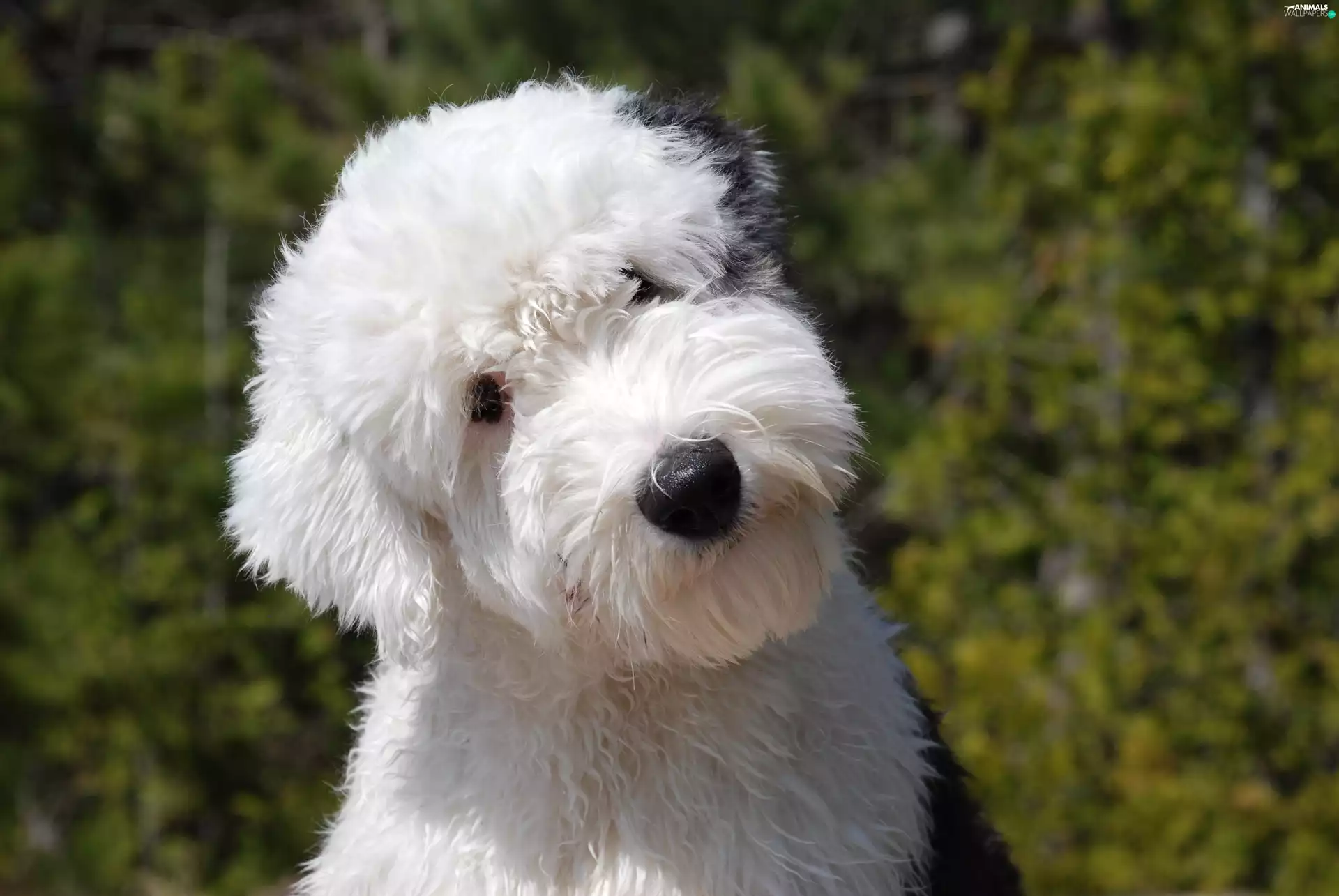 young, Old English Sheepdog