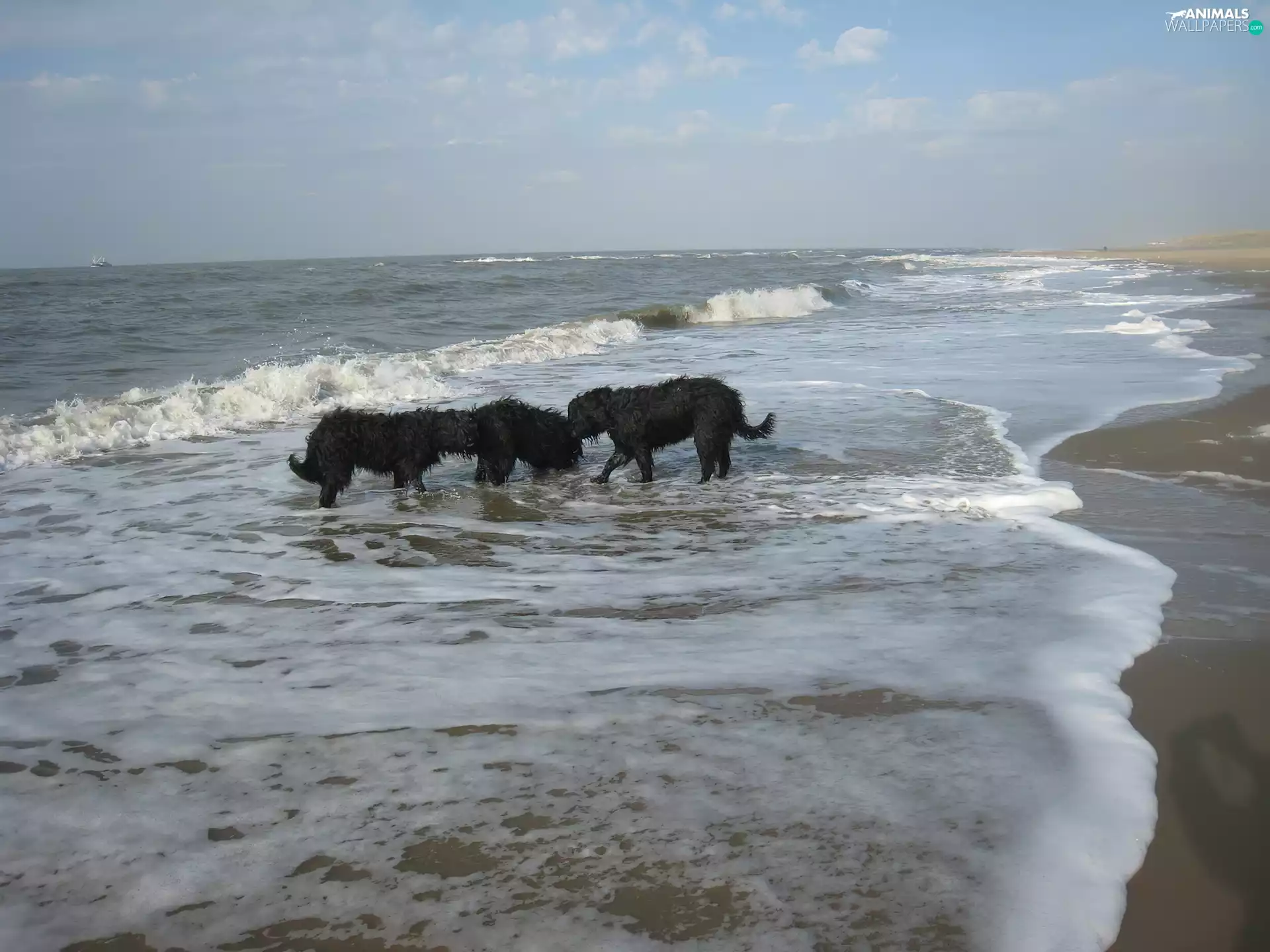 Three, French Briard Sheepdogs, Waves, Black