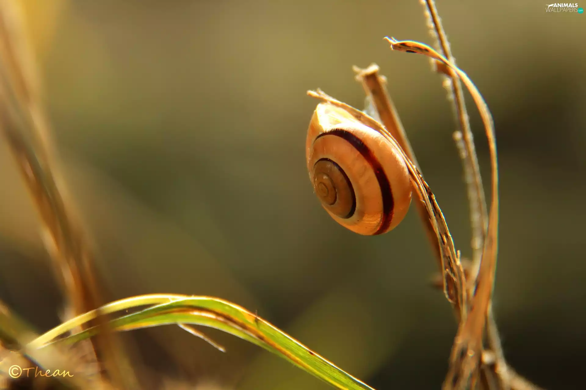 shell, snail, blades