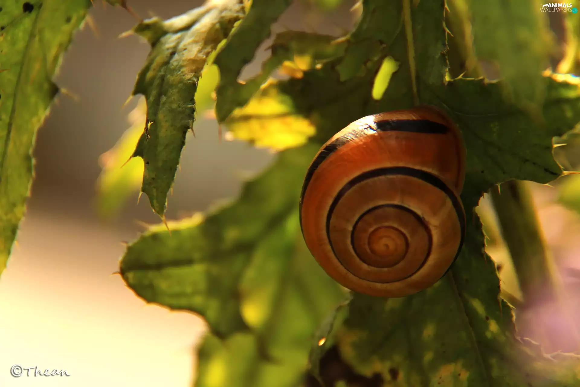 shell, snail, Plants