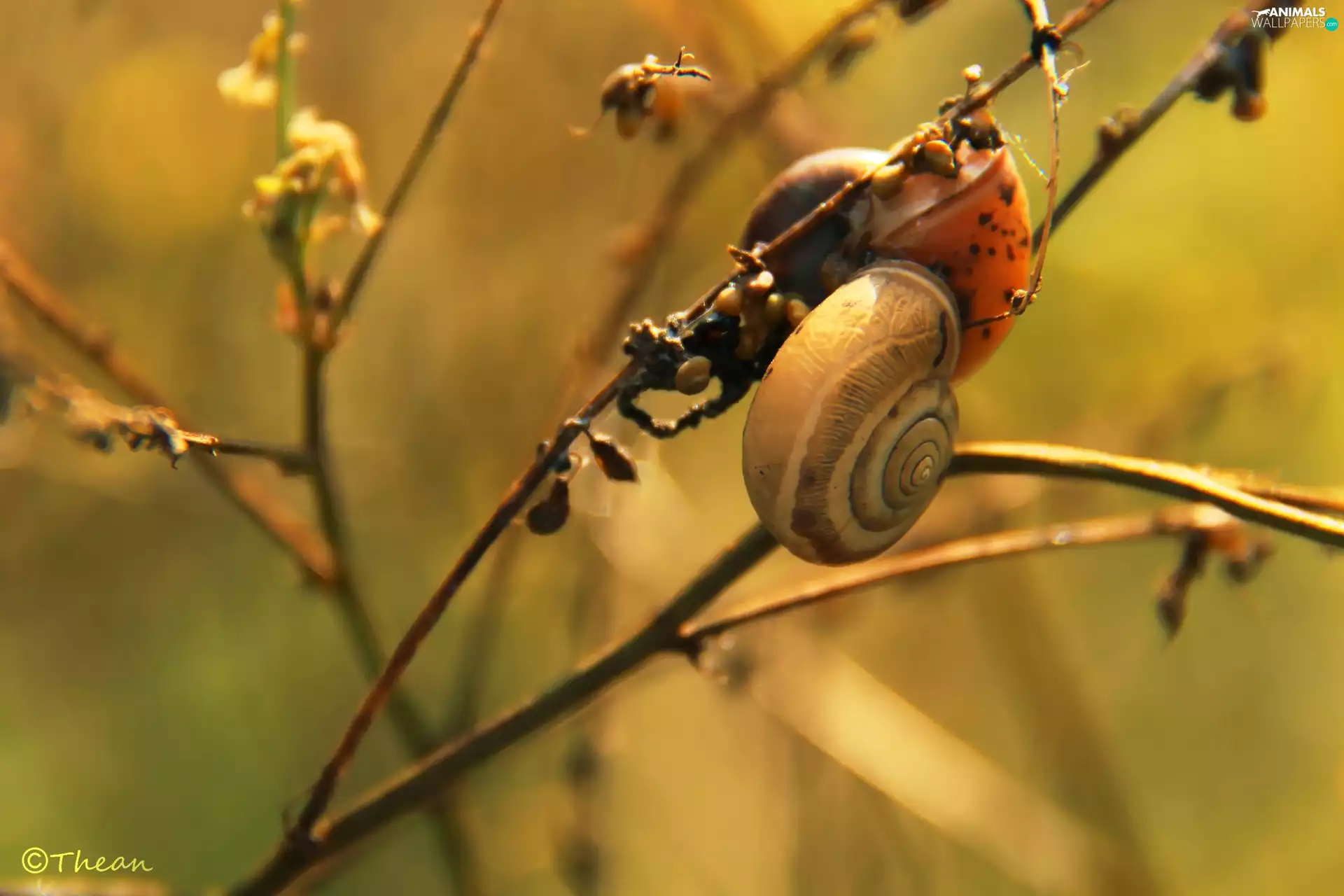 shell, Snails, Plants