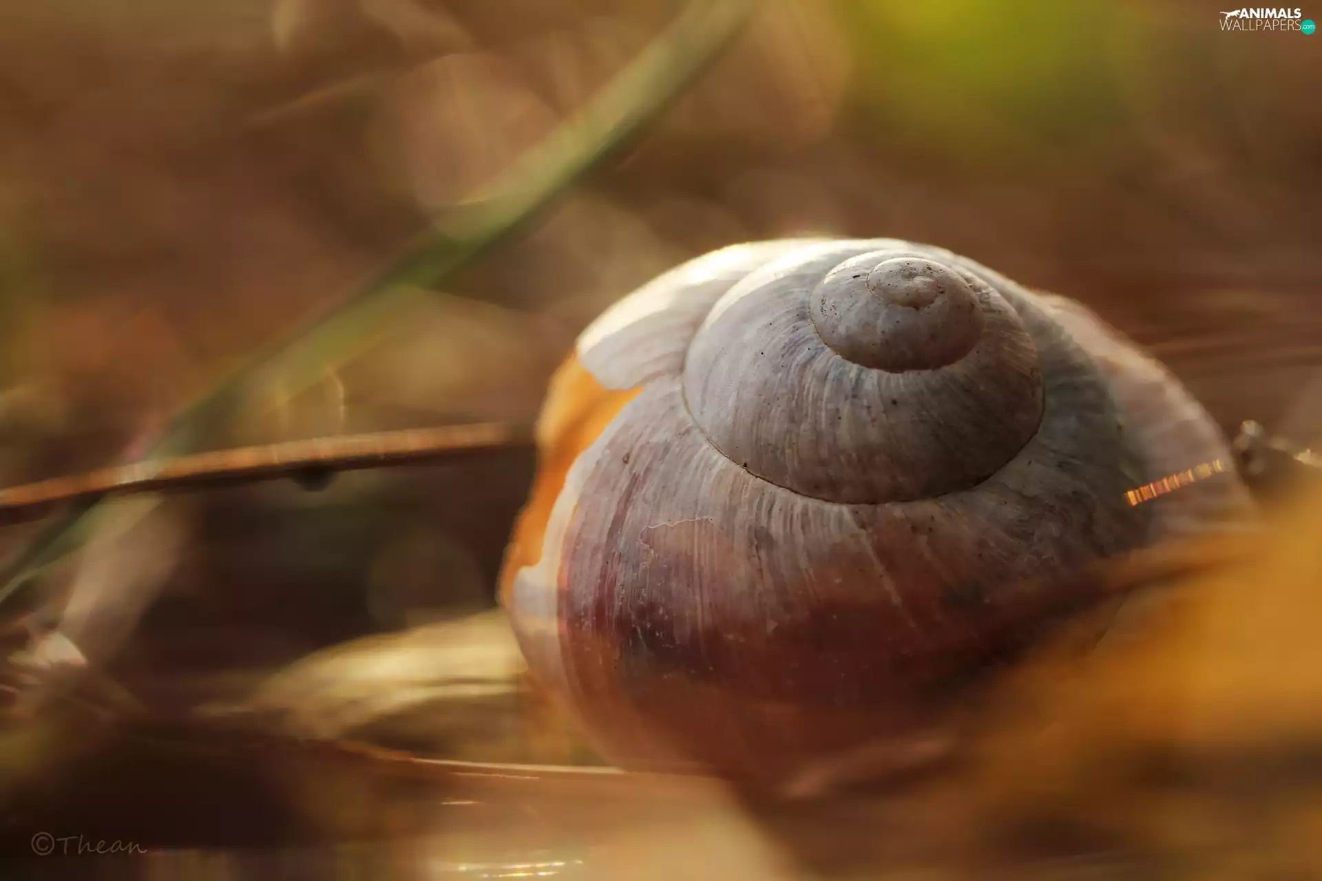 shell, snail
